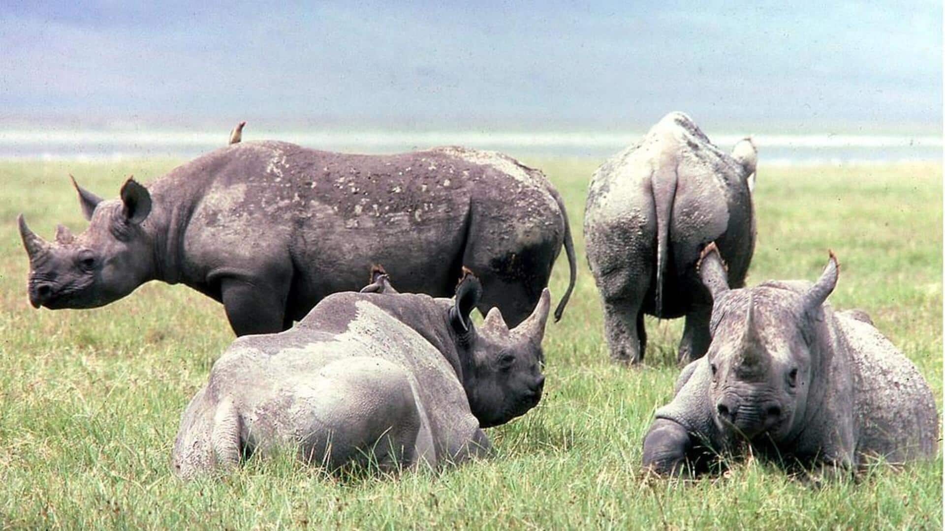 Mempelajari Perilaku Sosial Unik Badak dan Dinamika Kelompoknya