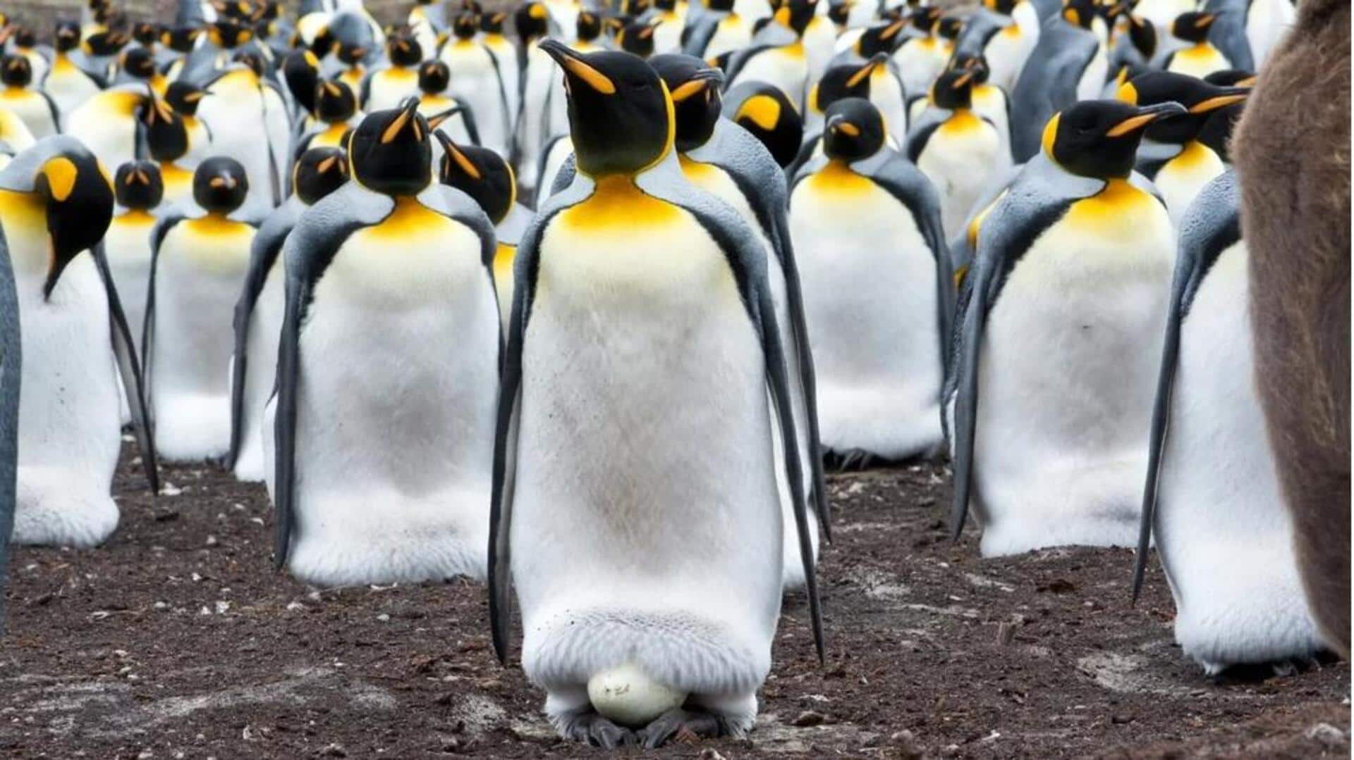 Kebiasaan Bersarang Penguin: Strategi untuk Melindungi Anaknya dari Ancaman Lingkungan