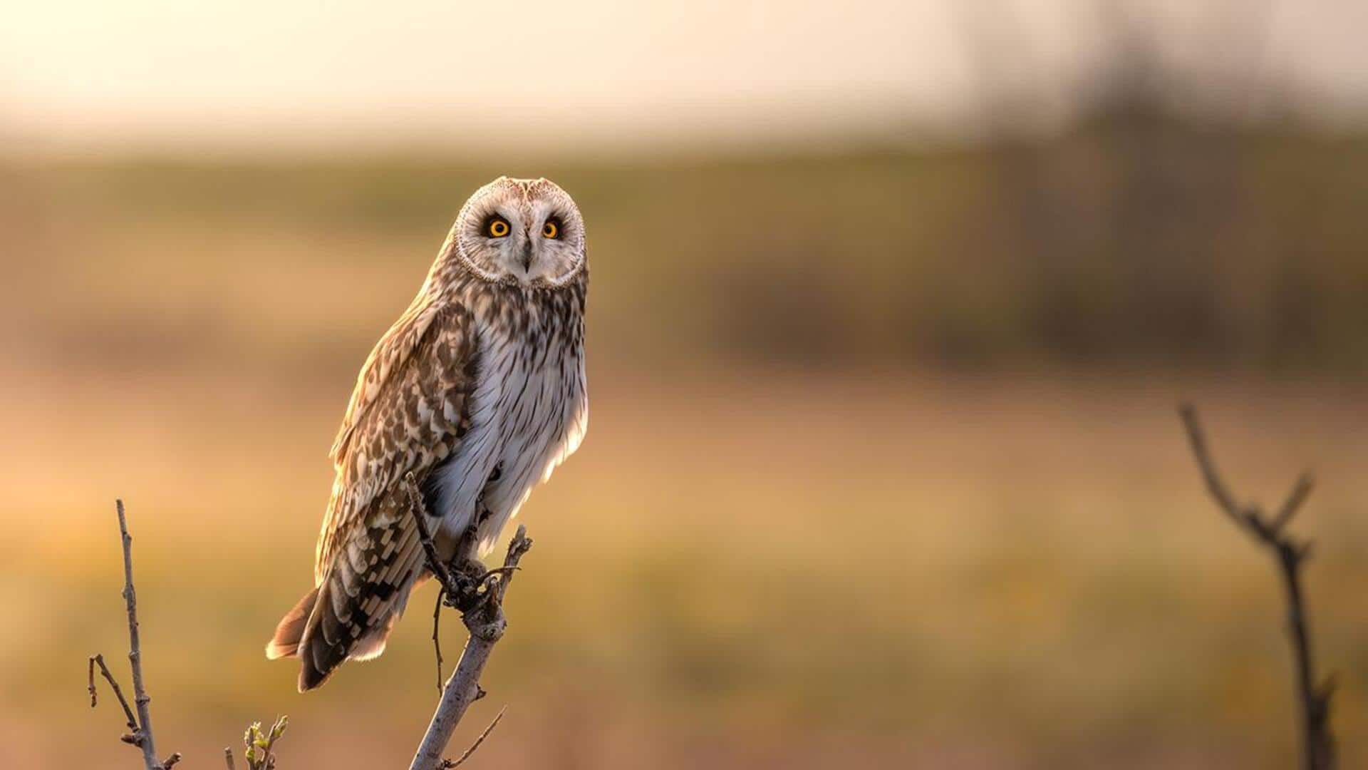 Pola Migrasi Burung Hantu dan Dampak Ekologisnya