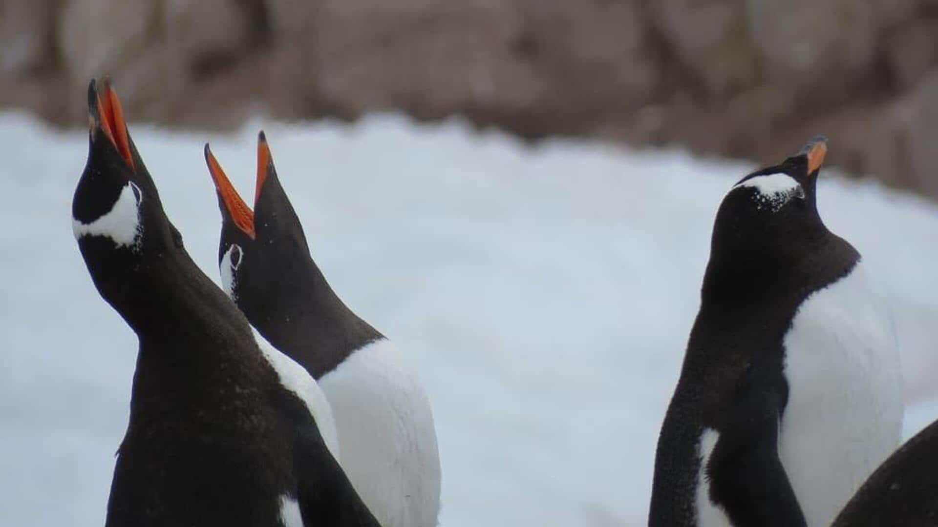 Mengungkap Suara-Suara Unik dalam Komunikasi Penguin
