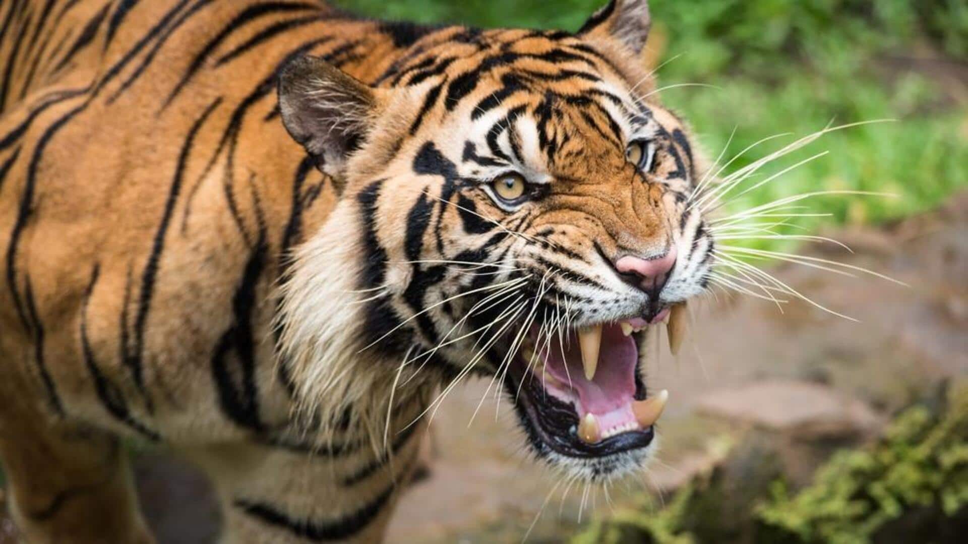 Fakta Tersembunyi Tentang Suara Harimau Fakta Tersembunyi Tentang Suara Harimau