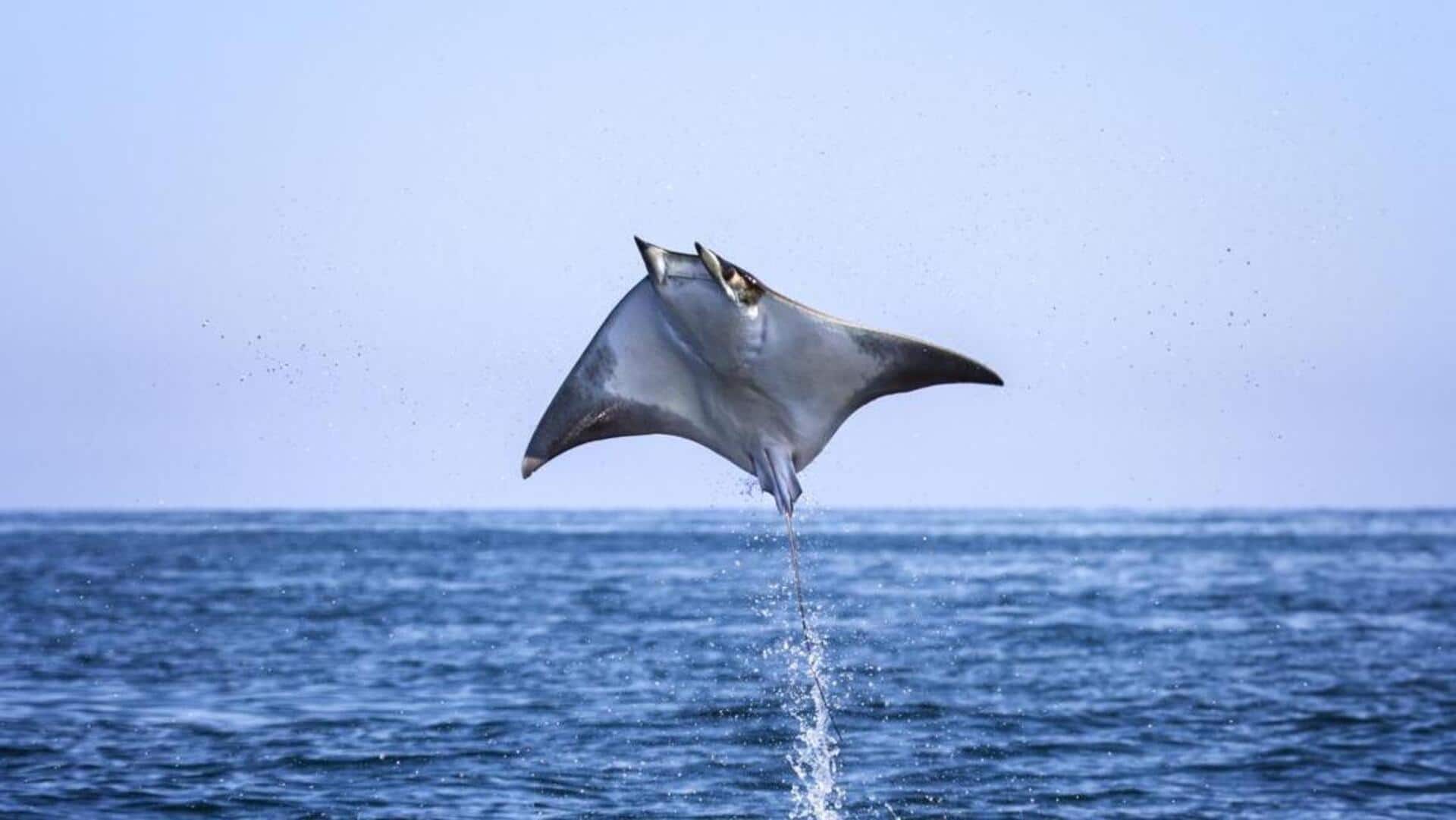 Menjelajahi Kehidupan Ikan Pari Mobula: Tarian Alam di Perairan Misterius