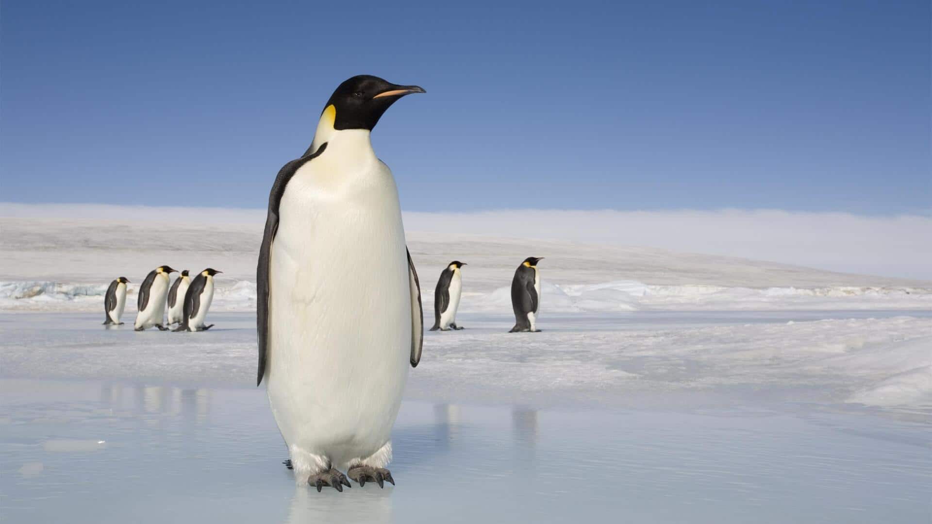 Memahami Cara Komunikasi yang Unik dari Penguin
