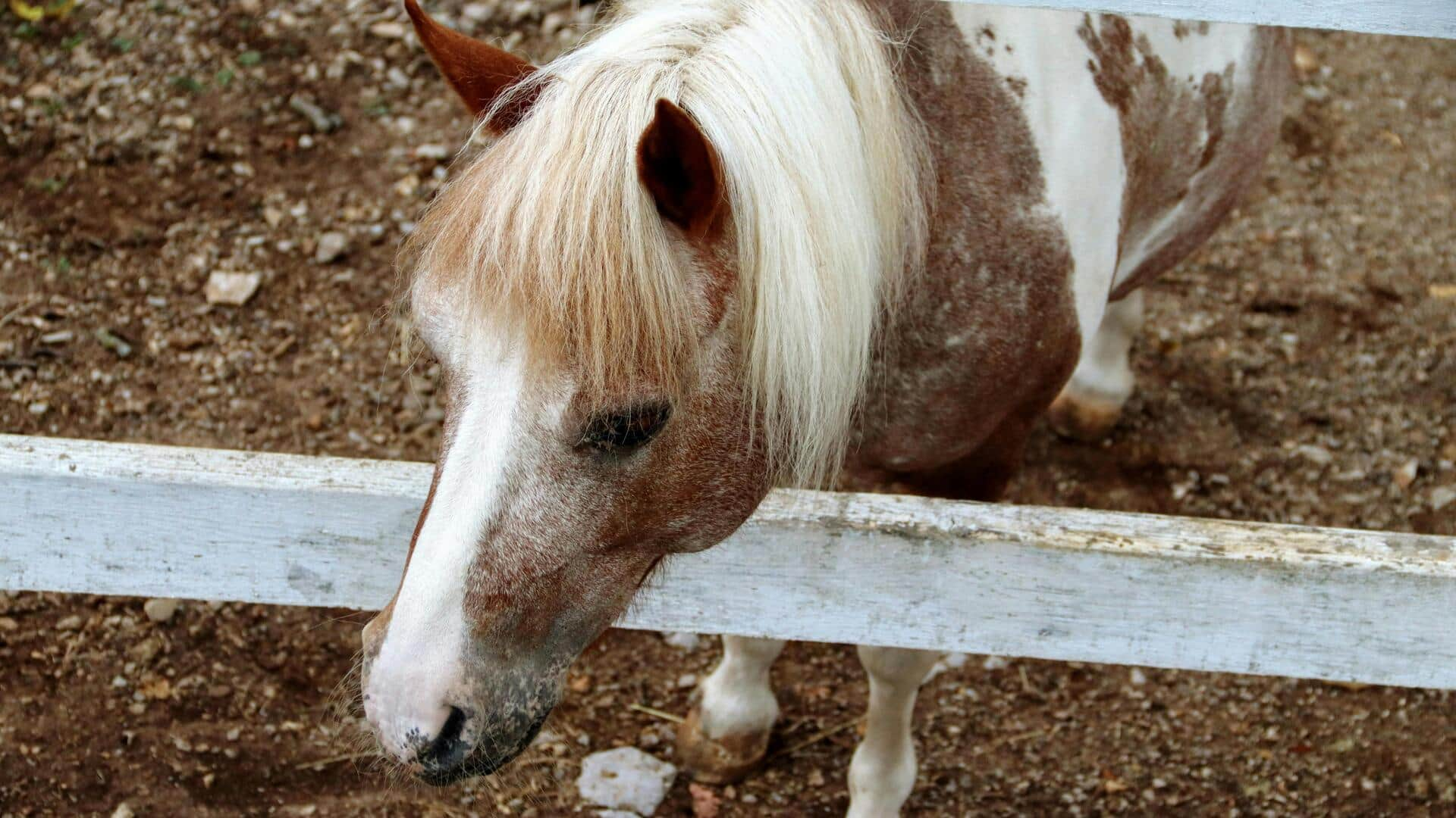 Menjelajahi Peternakan Kuda Lipizzaner di Lipica, Slovenia