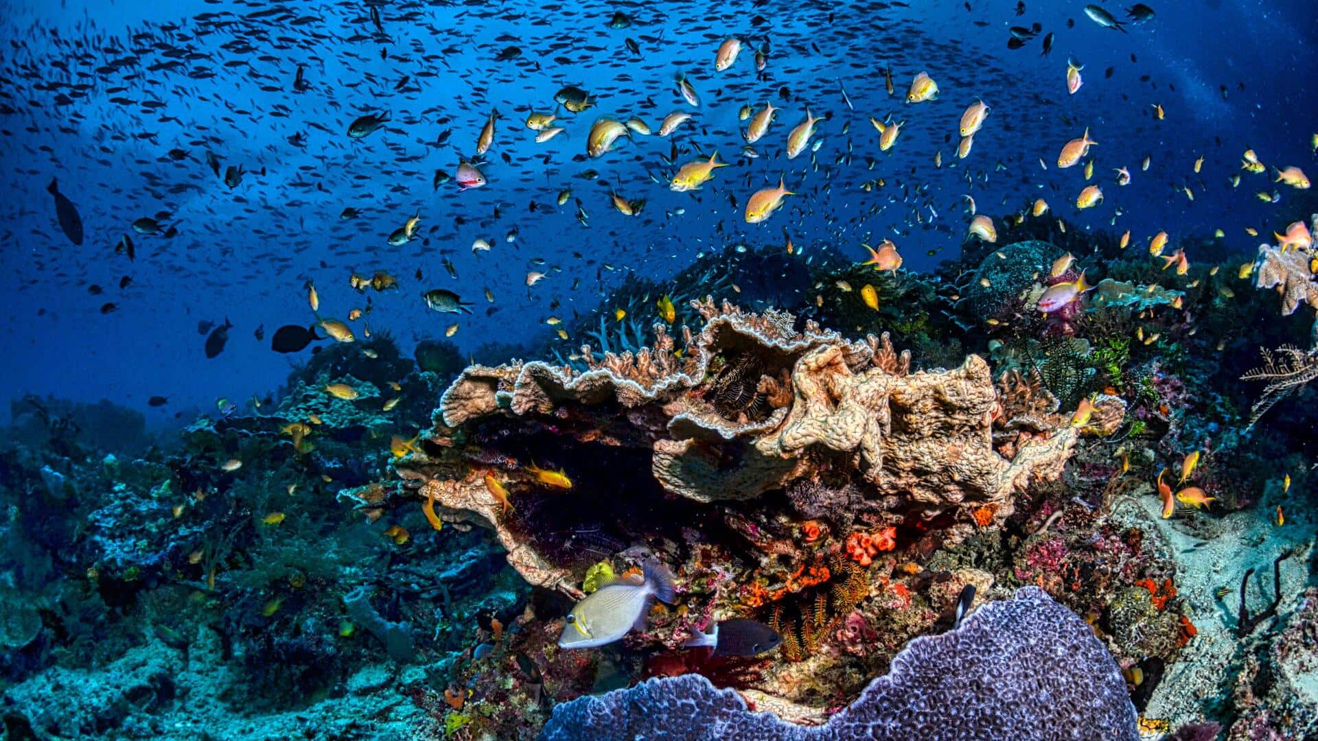 Menyelami Keindahan Laut Indonesia yang Tersembunyi Menyelami Keindahan Laut Indonesia yang Tersembunyi