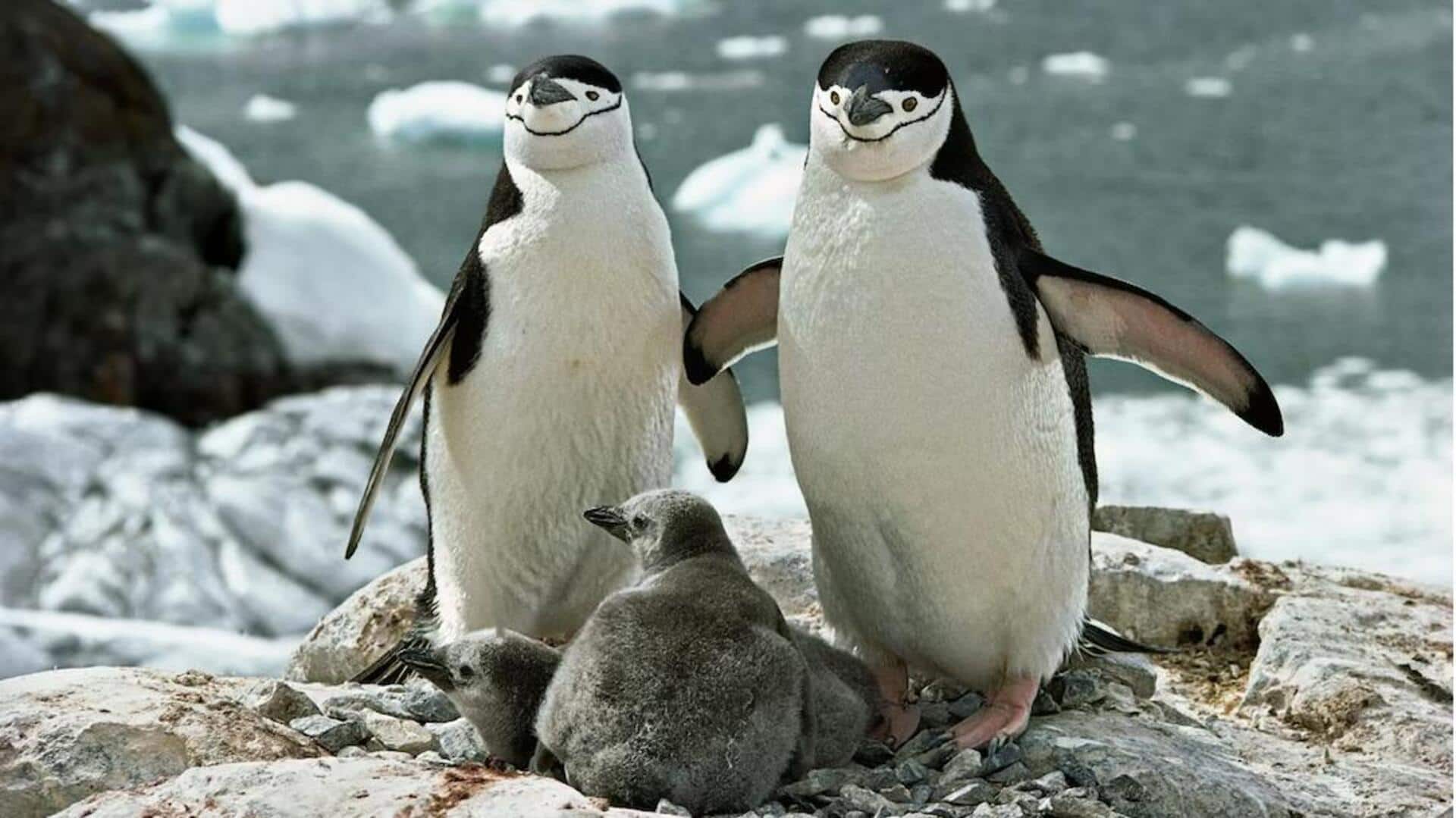 Mengungkap Tantangan dalam Pengasuhan Anak Penguin