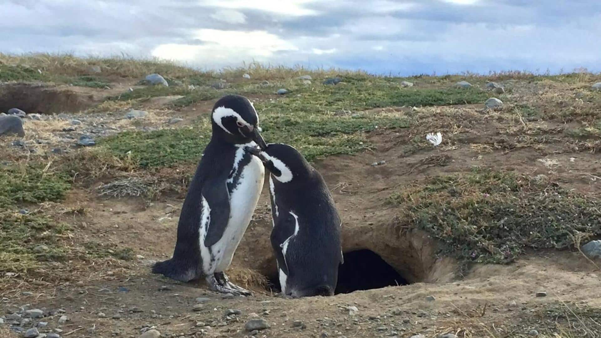 Memahami Struktur dan Lingkungan Sarang Penguin yang Unik