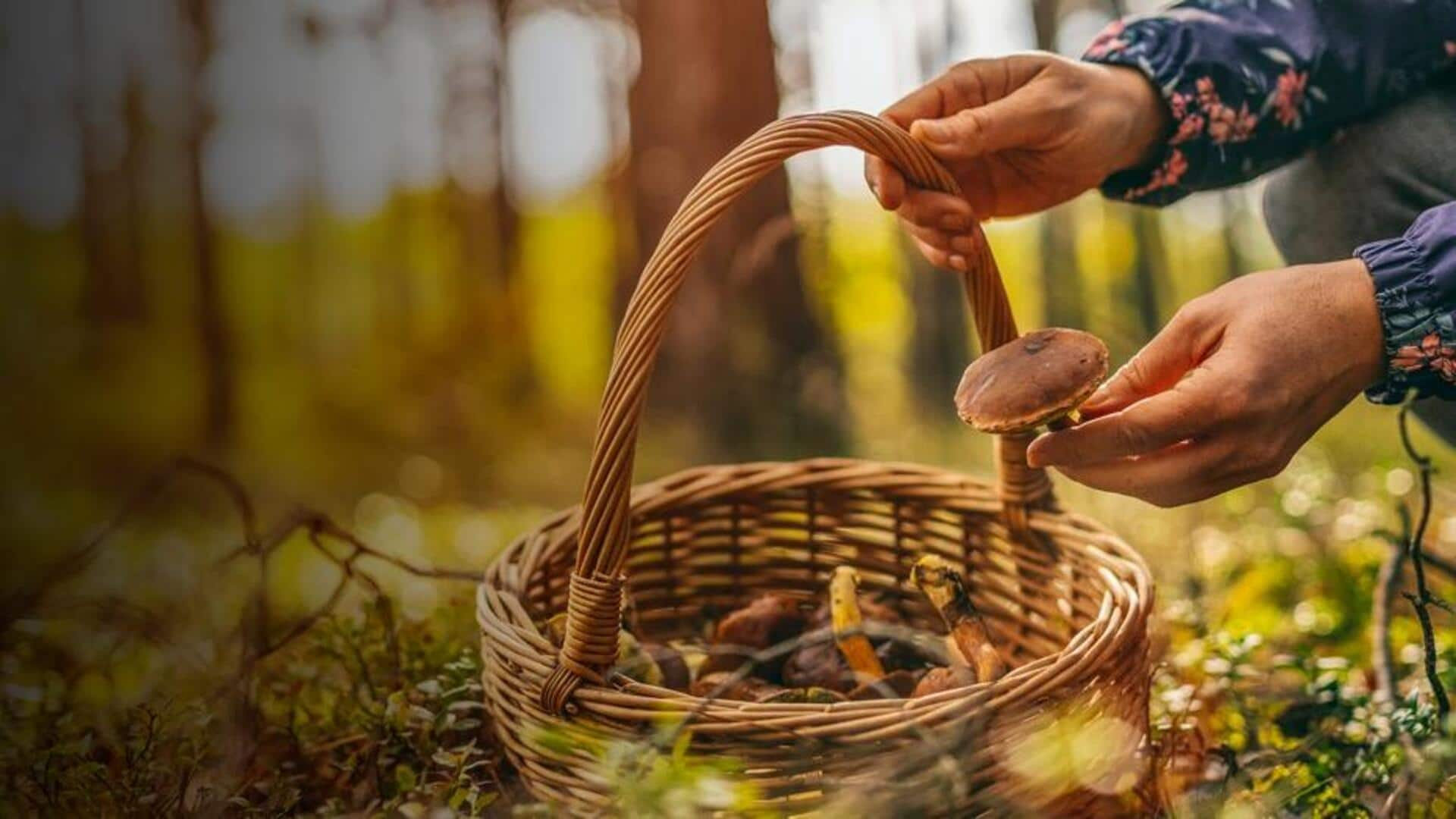 Keseruan Berburu Jamur Di Hutan Ceko