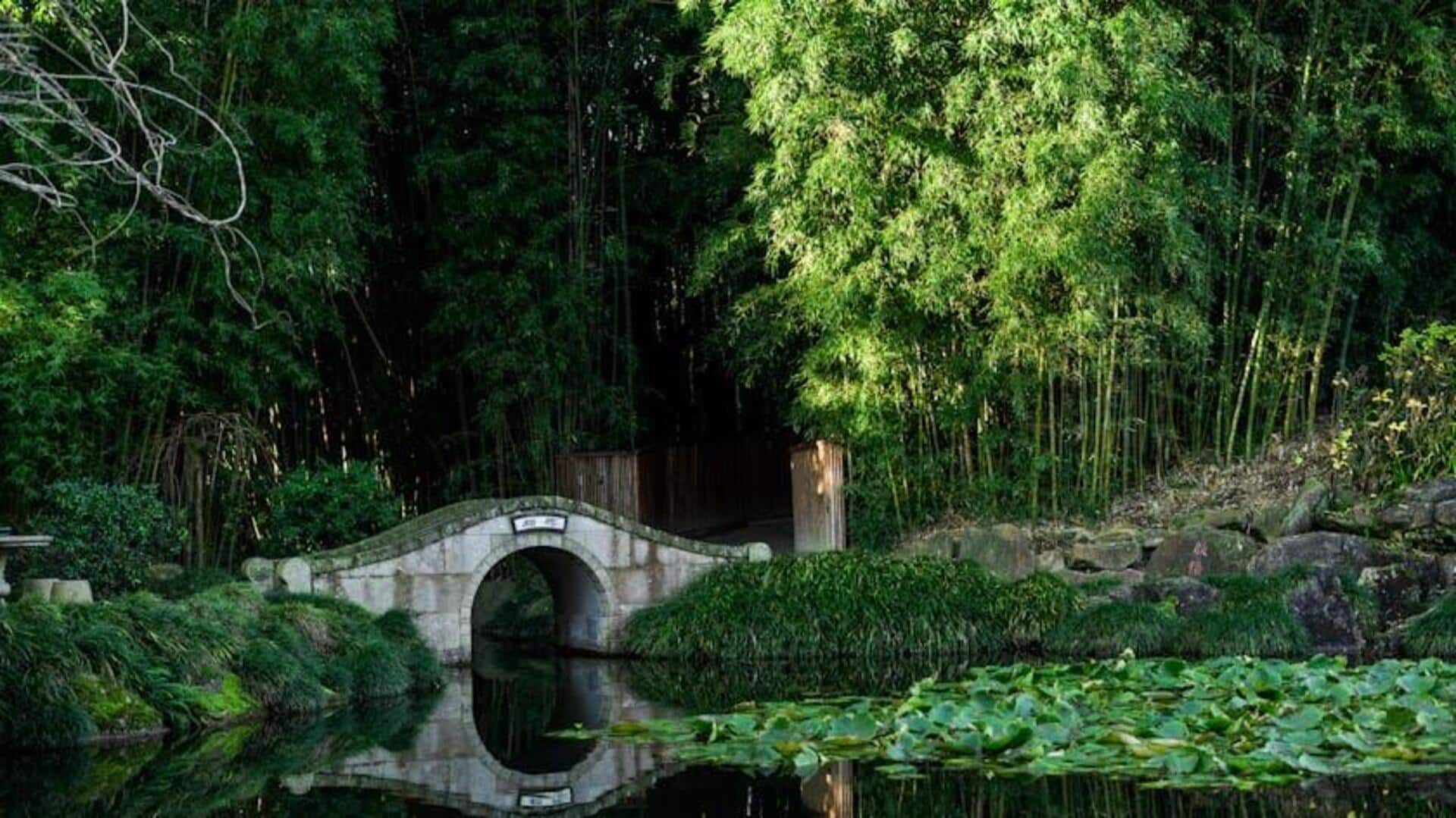 Petualangan Daun Unik di Taman Subur Selandia Baru