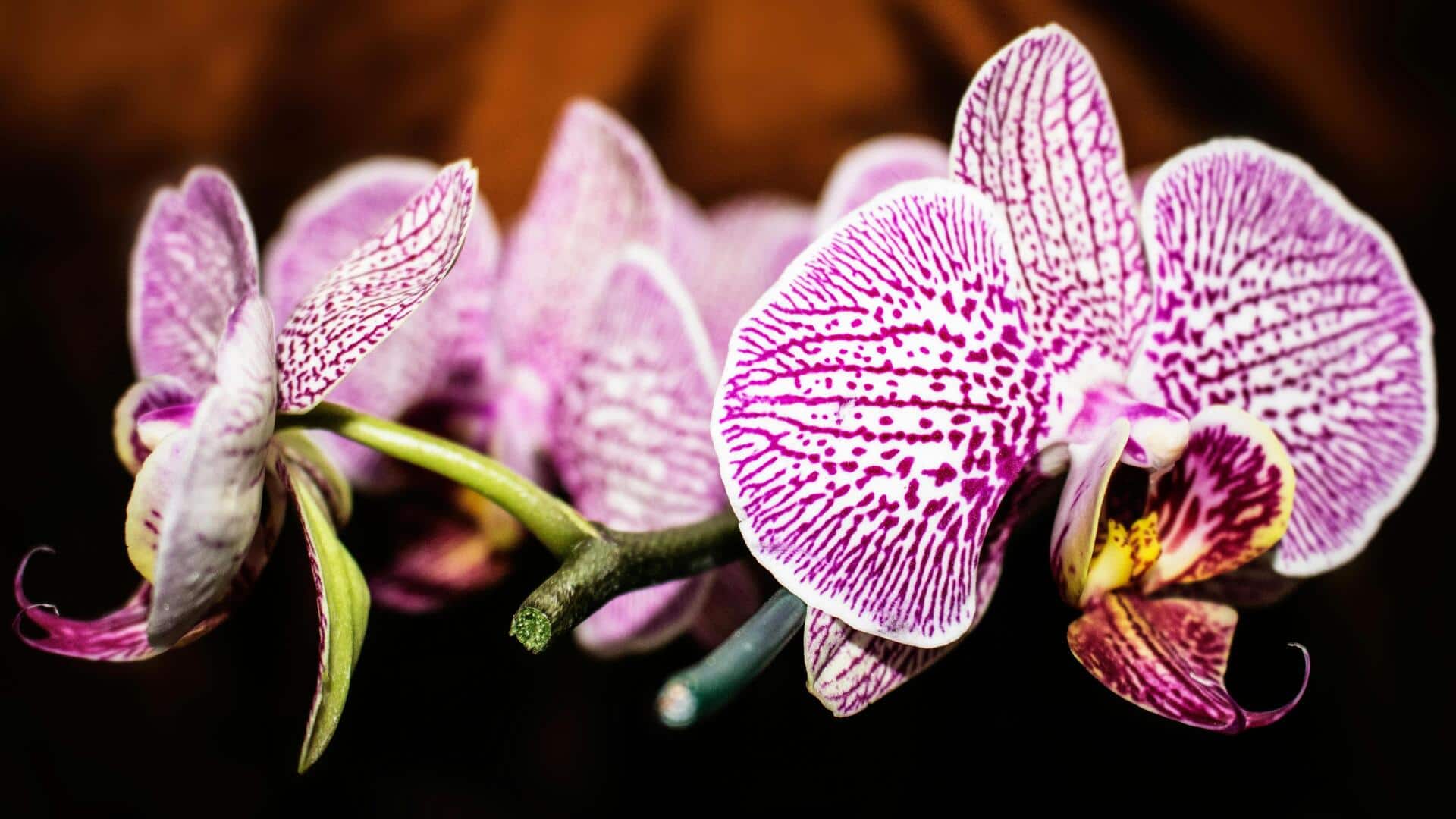 Cara Mudah Menumbuhkan Tanaman Udara di Dalam Ruangan