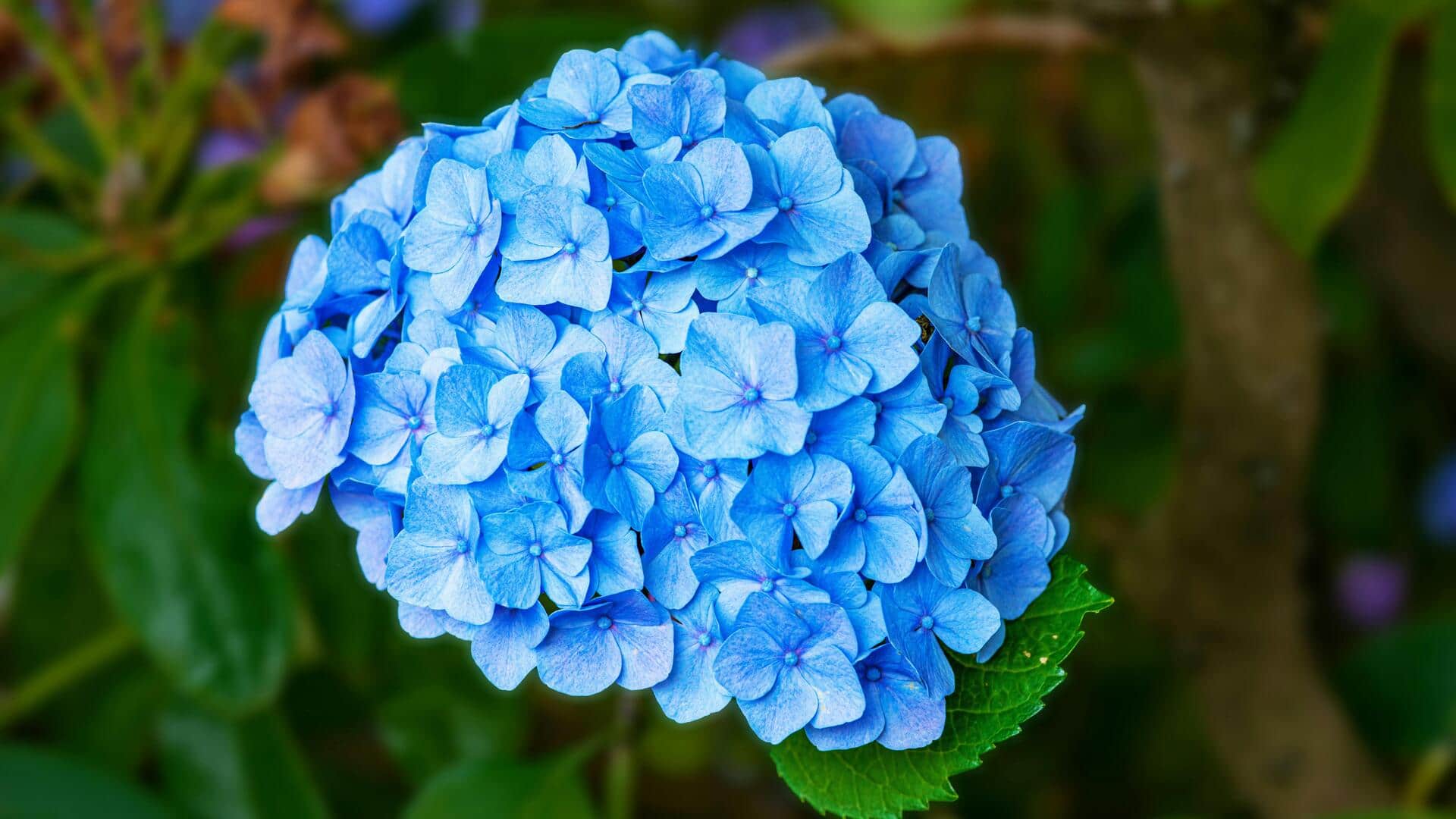 Tips Sederhana untuk Variasi Warna Bokor