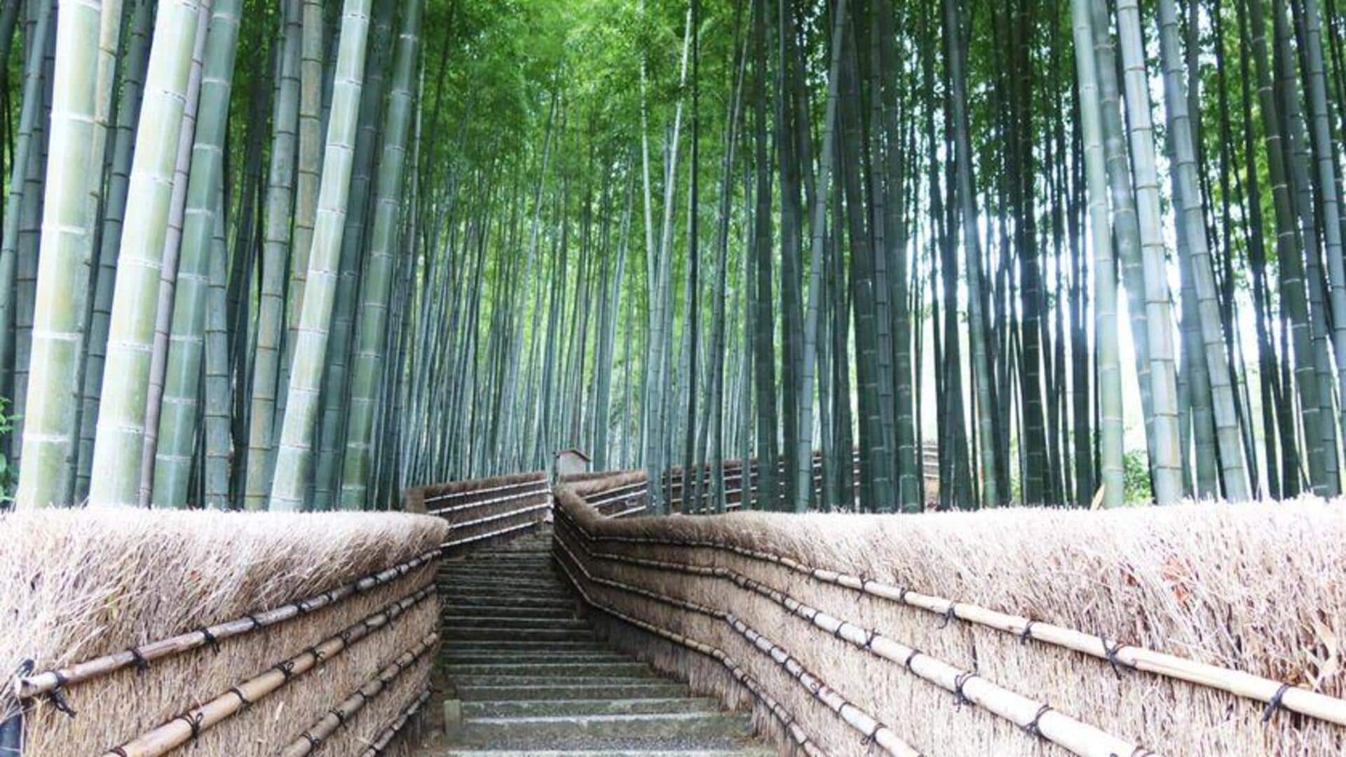 Menjelajahi Taman Kyoto untuk Ketenangan Estetika