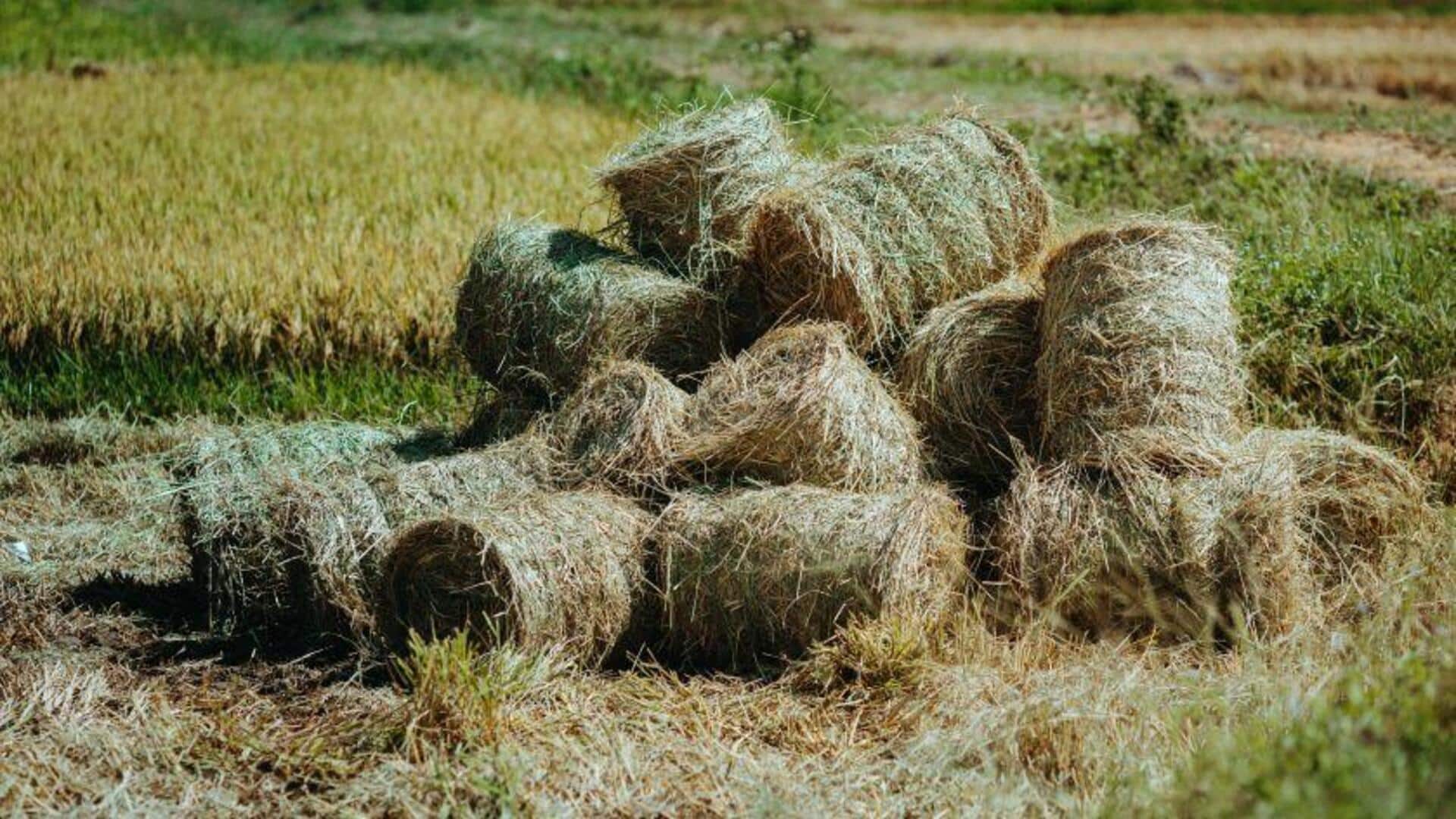 Bahan Biodegradable Revolusioner dari Limbah Pertanian