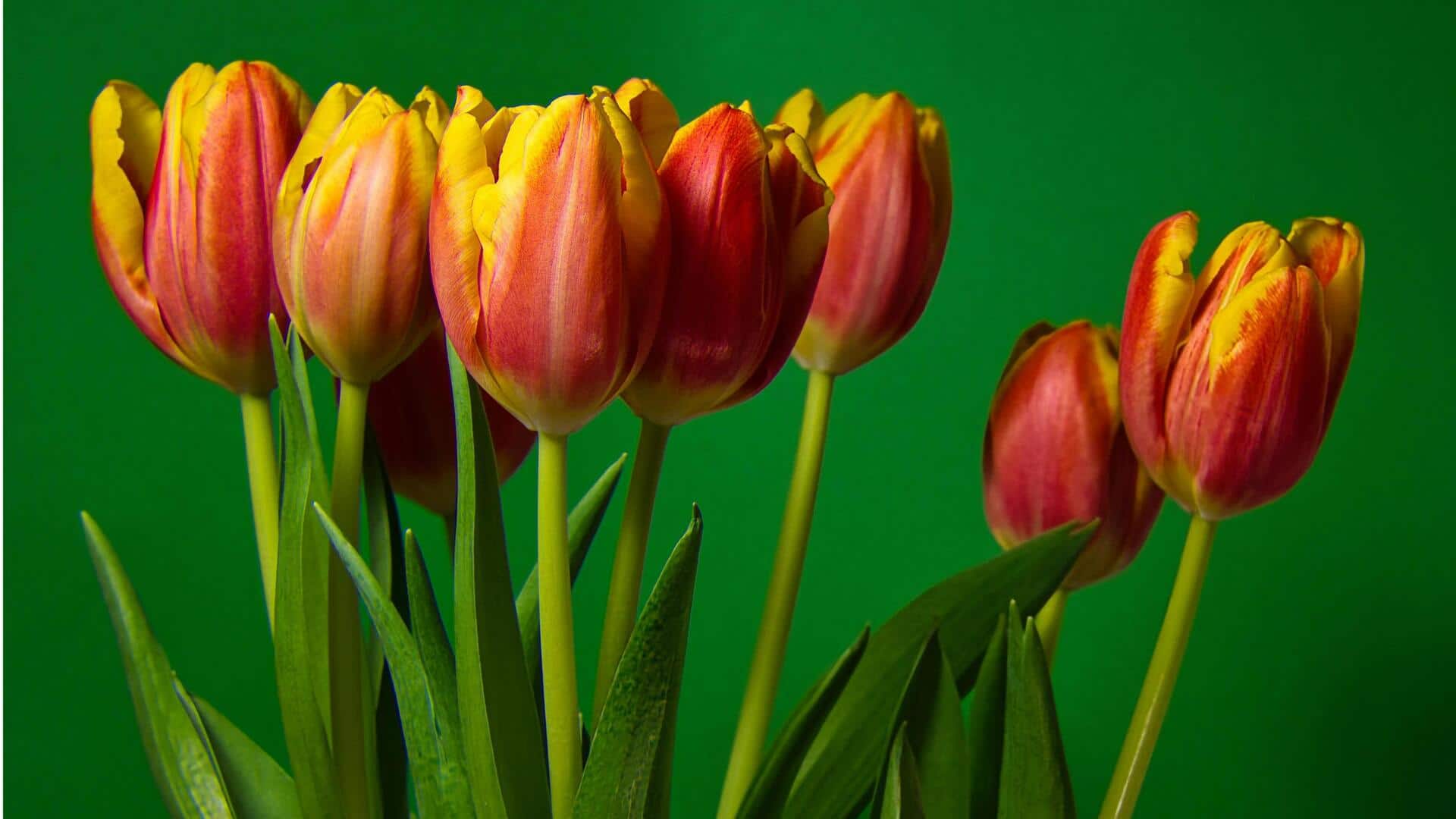 Berkebun Tulip Dalam Ruangan: Rahasia Mekar yang Sukses