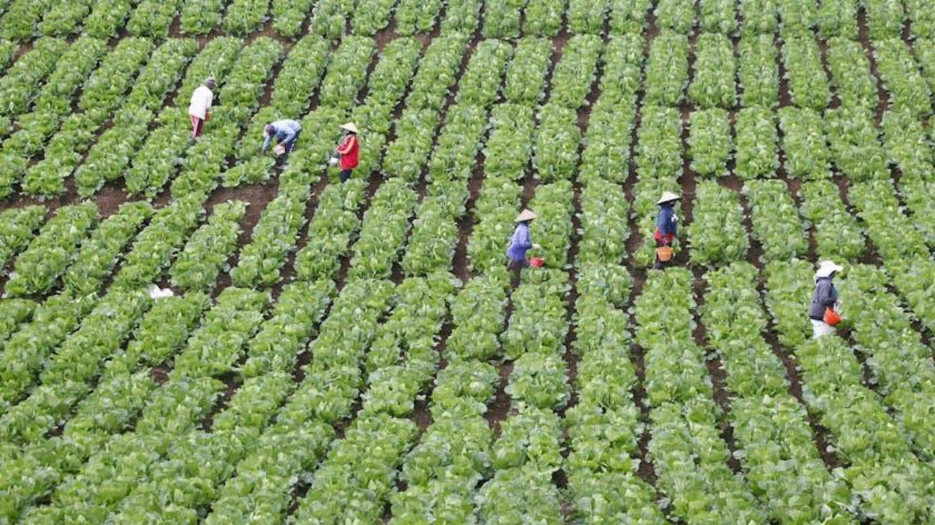 Peran AI dalam Inovasi Pertanian Global