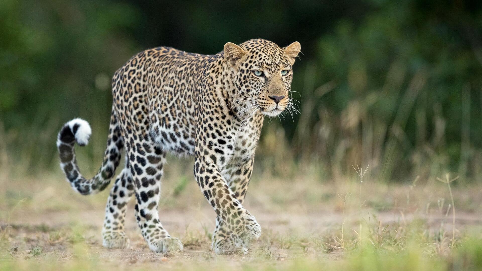 Wawasan Mengejutkan tentang Dinamika Sosial Macan Tutul