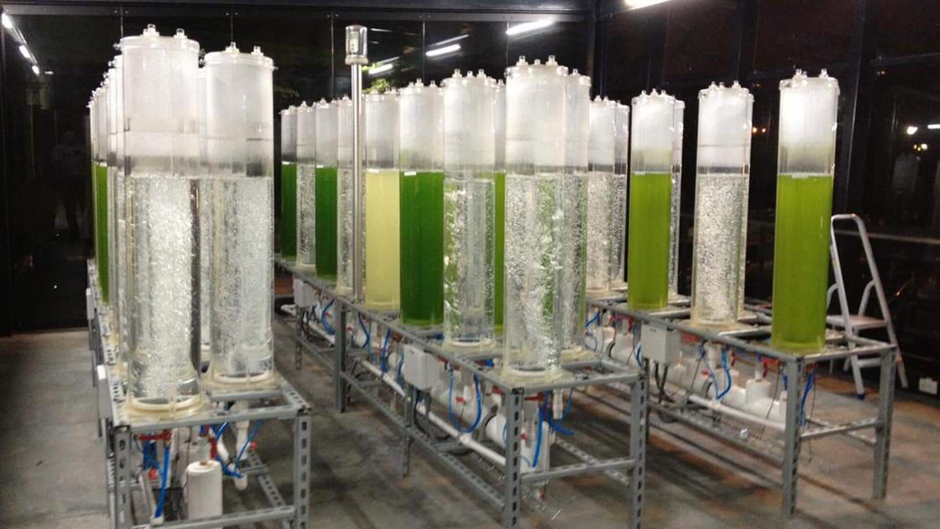 Alga Bioreaktor: Mengubah CO2 Menjadi Energi Bersih