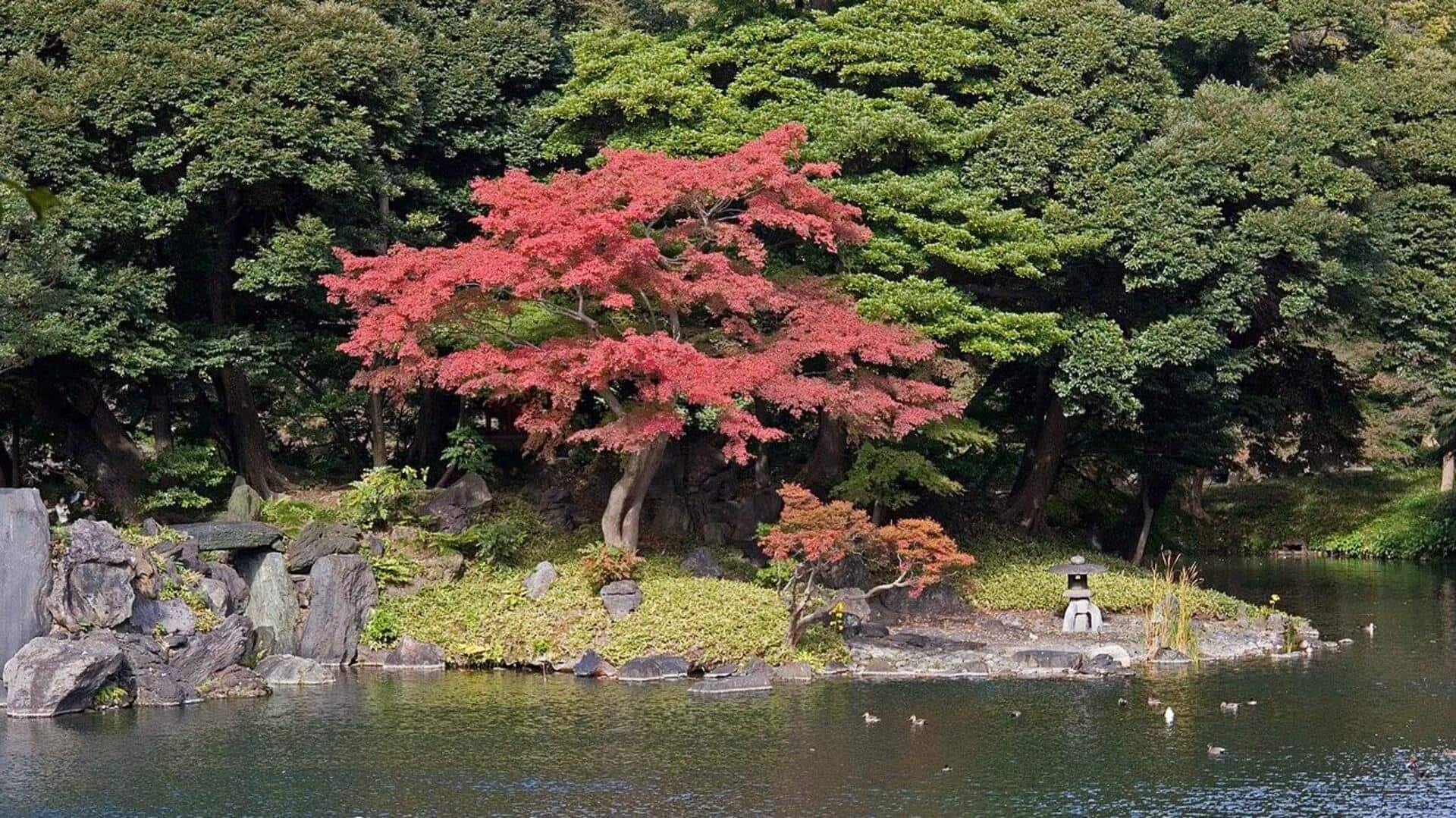 Tempat Botani Tersembunyi di Tokyo untuk Dikunjungi Tempat Botani Tersembunyi di Tokyo untuk Dikunjungi