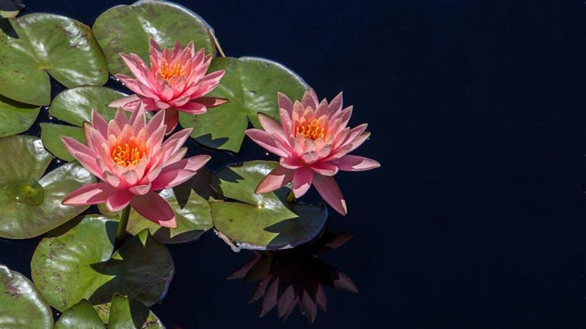 Cara Unik Menanam Teratai di Dalam Ruangan