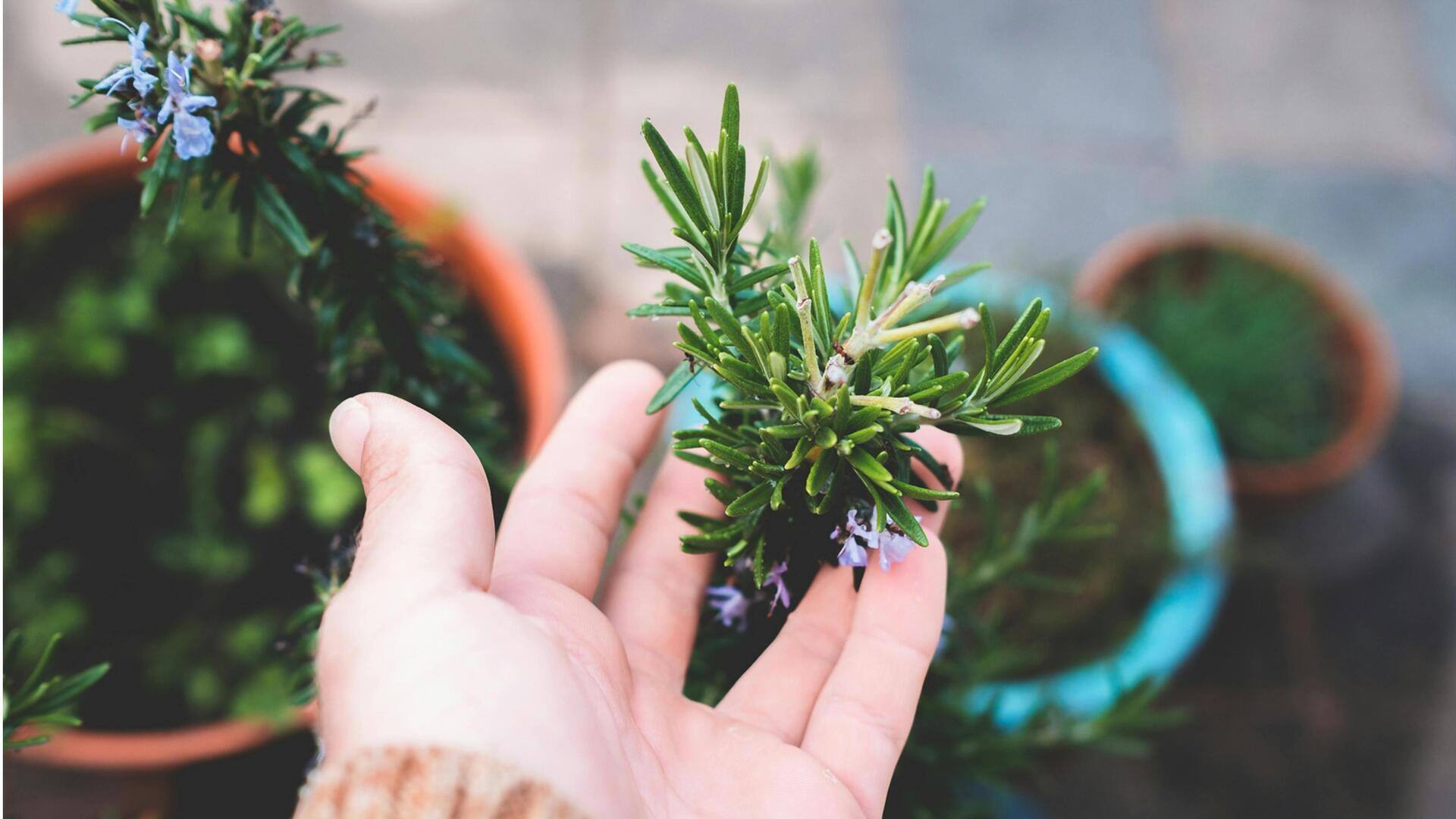 Maksimalkan Pertumbuhan Rosemari di Dalam Ruangan