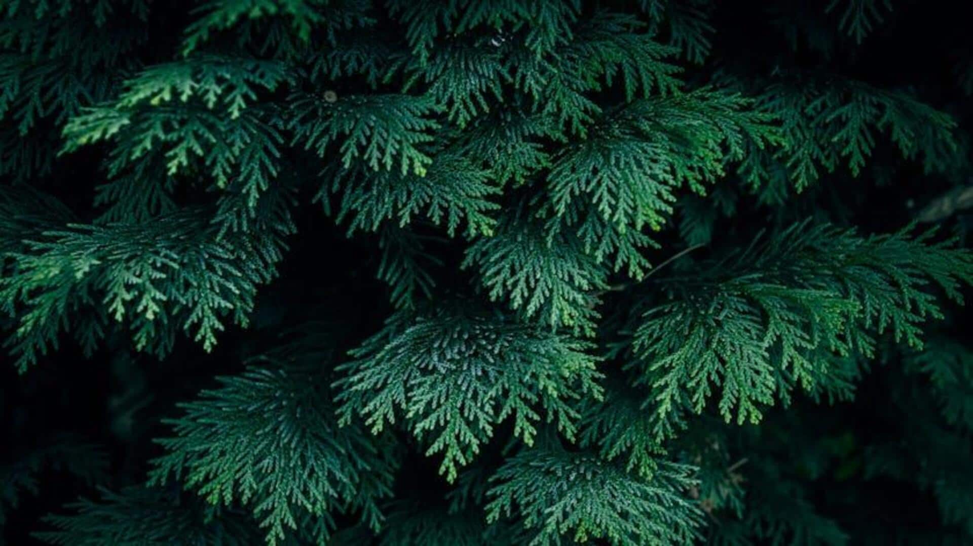 Tanaman Evergreen untuk Privasi Luar Ruangan