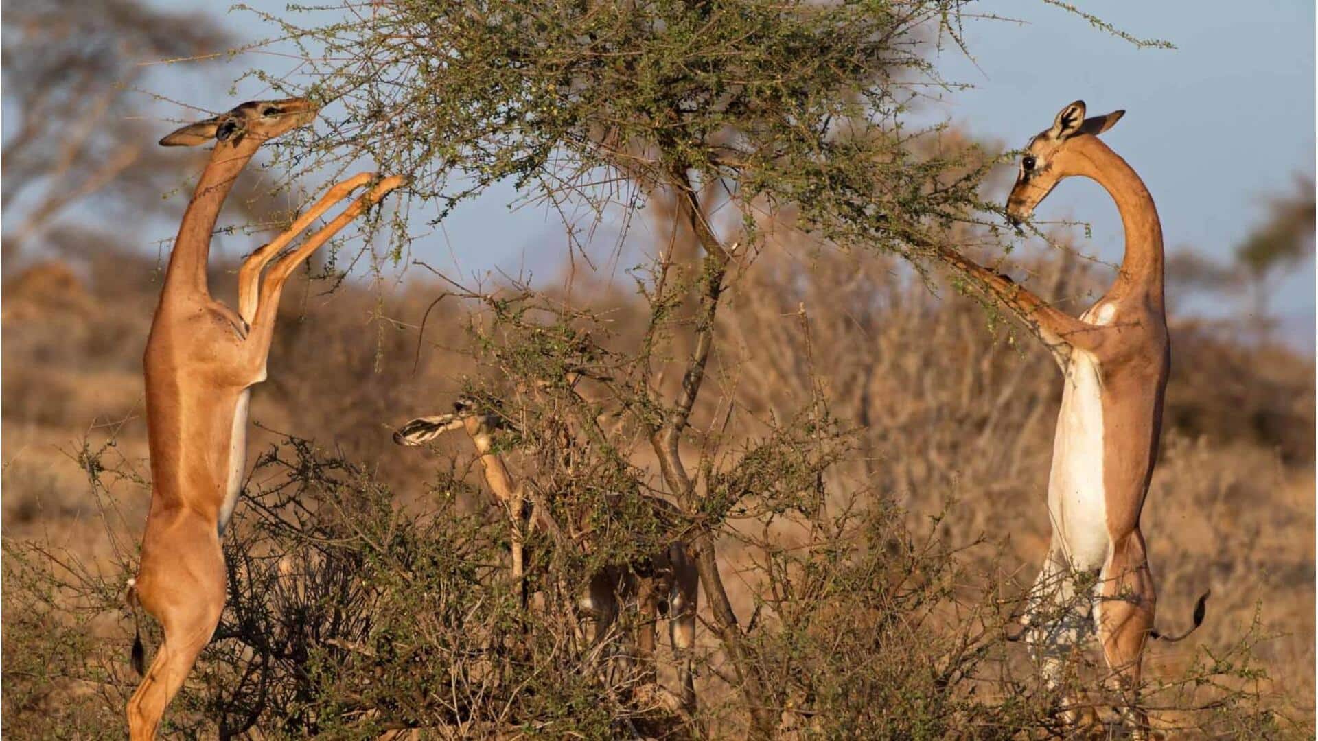Adaptasi Rusa Berleher Panjang di Habitat Alaminya