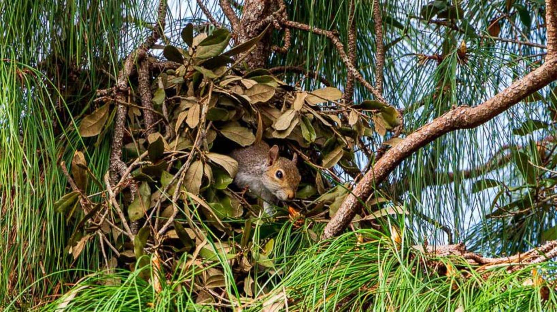 Arsitektur Sarang Tupai: Desain Unik di Habitat yang Beragam