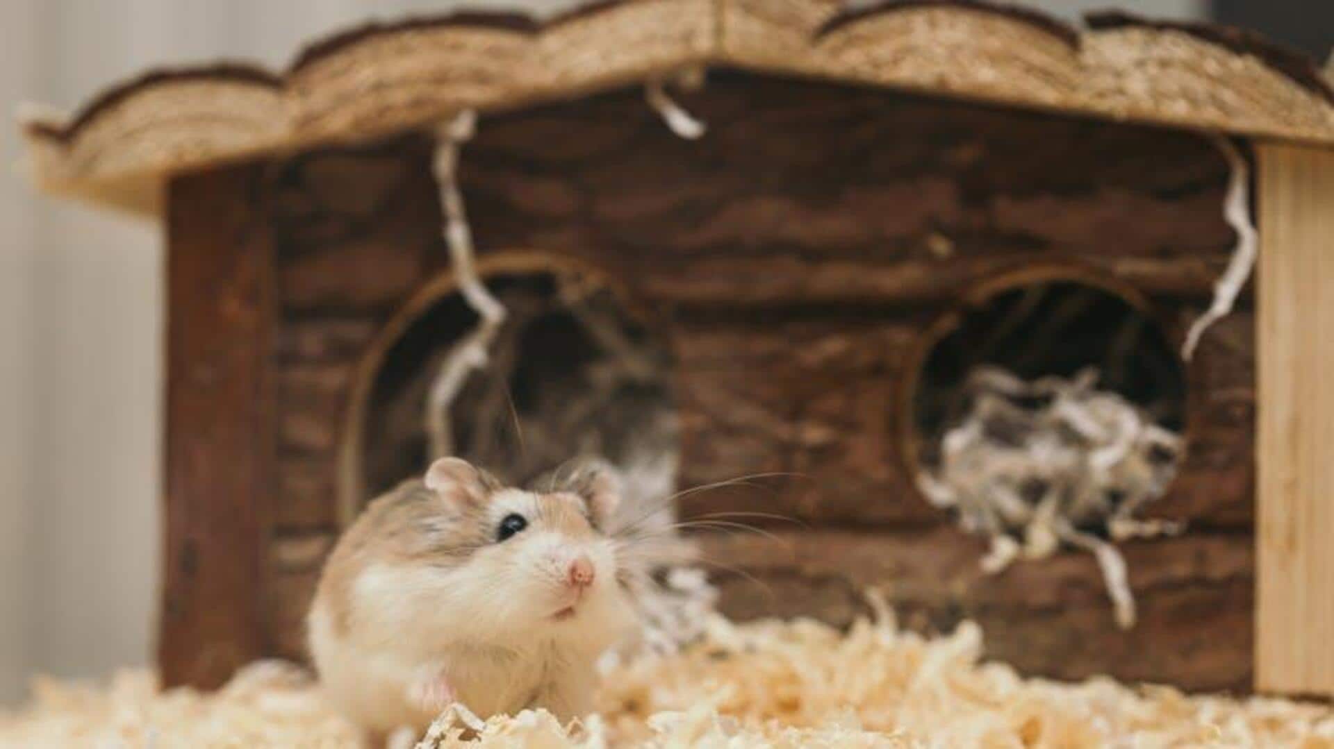 Seni Membangun Terowongan Hamster di Rumah