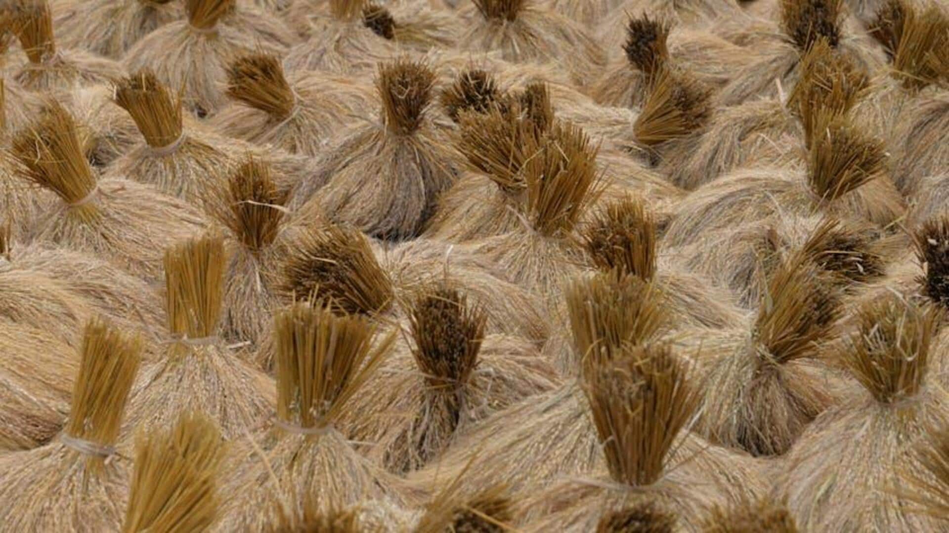 Fakta Menarik tentang Penggunaan Jerami Padi dalam Teknologi