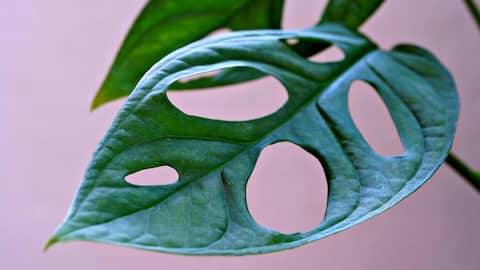 Tanaman Tanpa Biji untuk Ruang Dalam