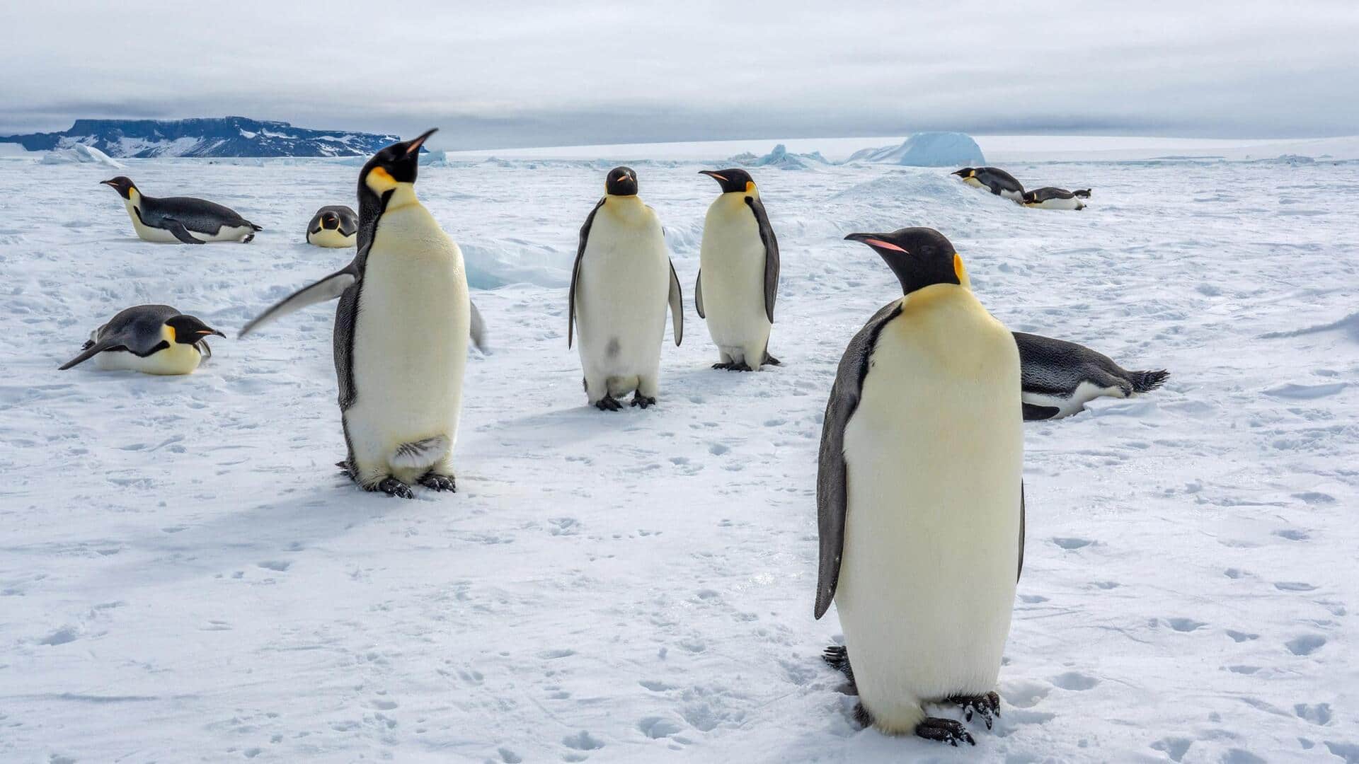 Lima Rahasia Penglihatan Penguin di Bawah Langit Antartika