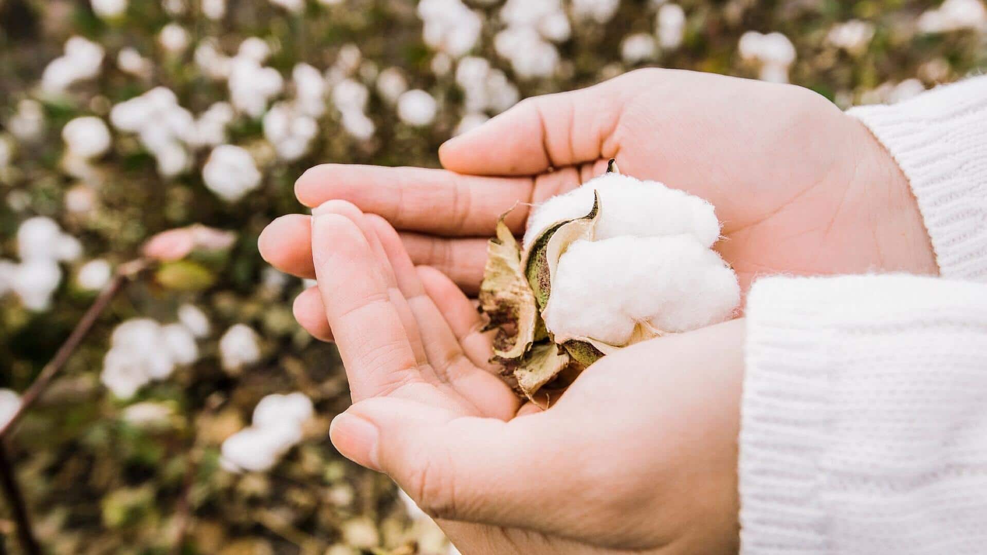 Pesona abadi gaya kapas organik