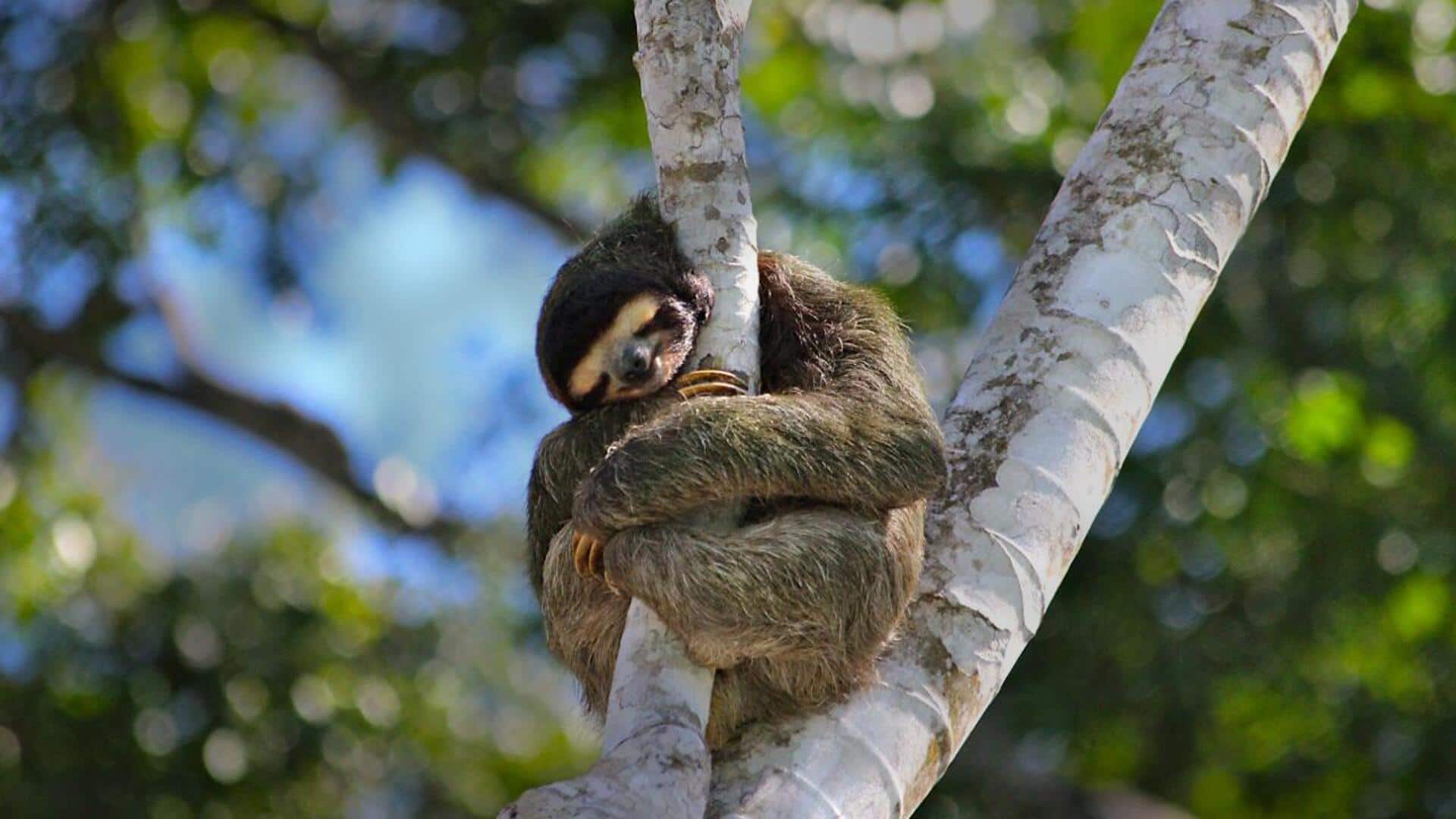 Menjelajahi Lima Strategi Tidur Siang yang Unik dari Kungkang