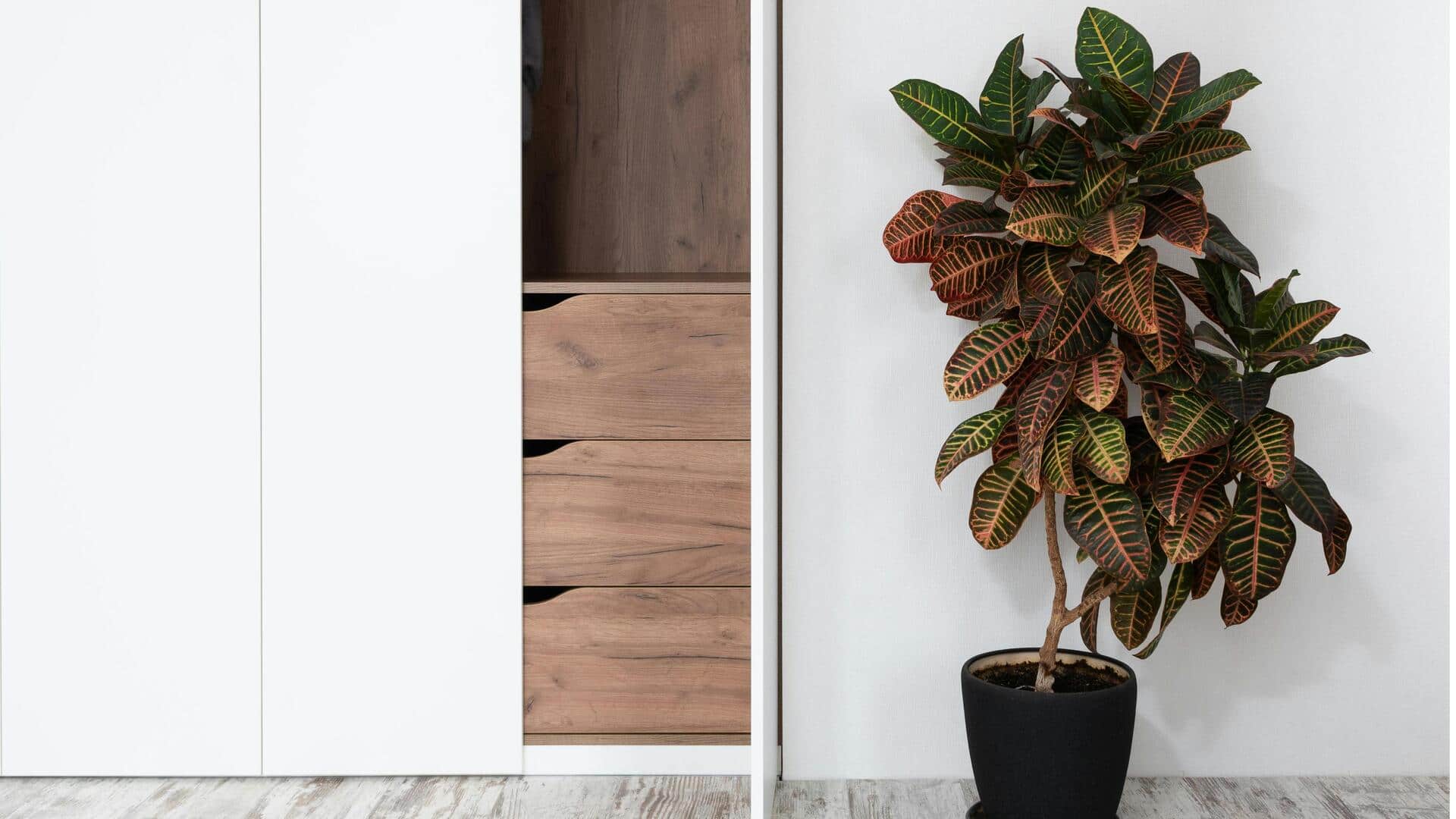 Cara Menanam Croton India dari Stek