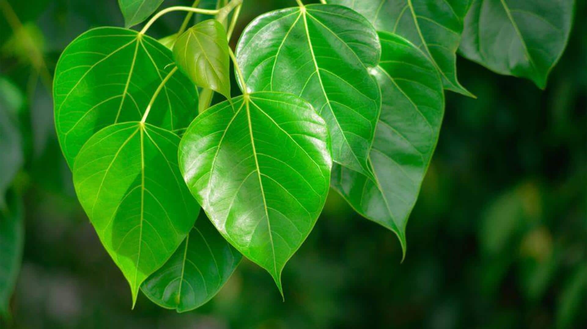 Penggunaan Mengejutkan Daun Peepal dalam Masakan India