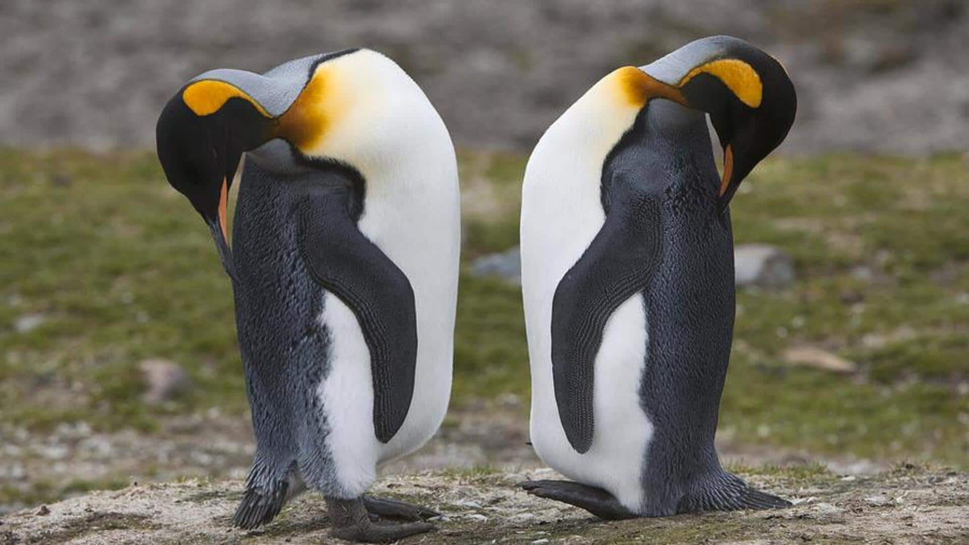 Mengungkap Rahasia Kelenjar Minyak Penguin yang Menjaga Bulunya Tetap Kering