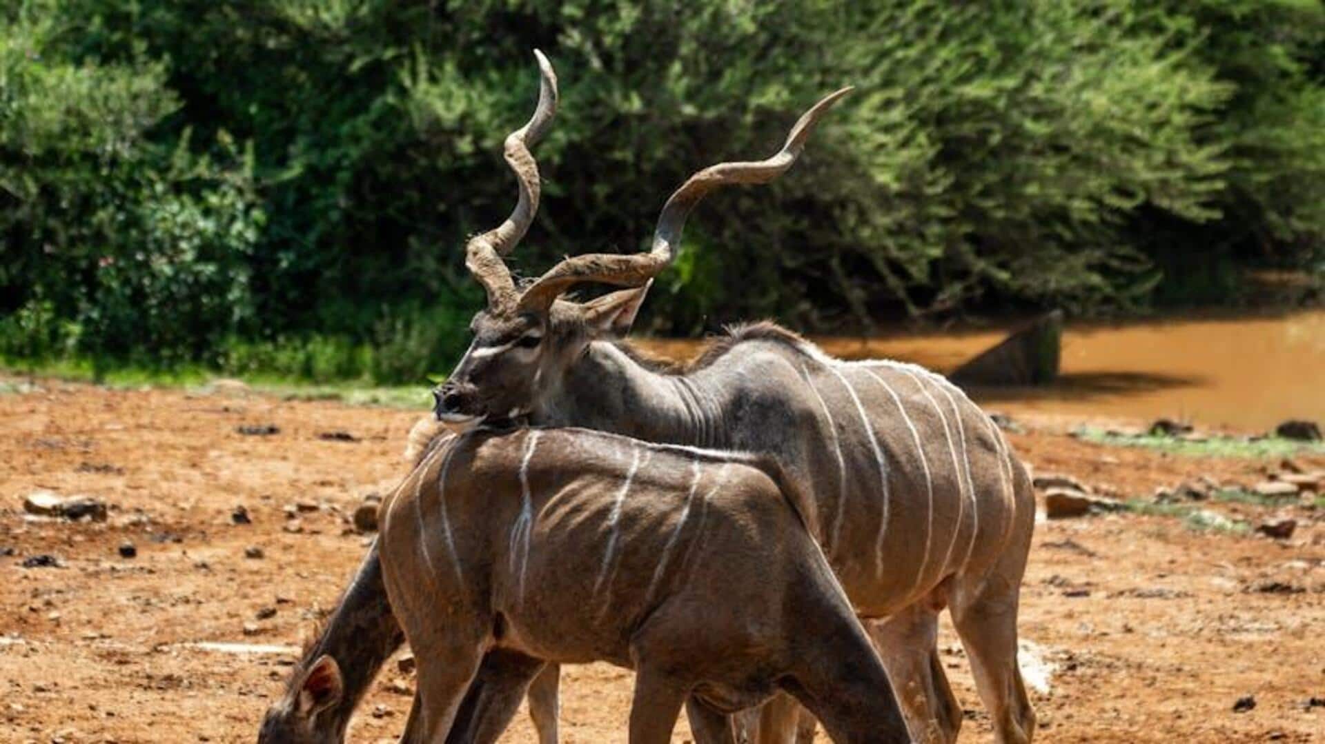 Keberhasilan Teknologi Konservasi Keanekaragaman Hayati di Negara Kurang Dikenal