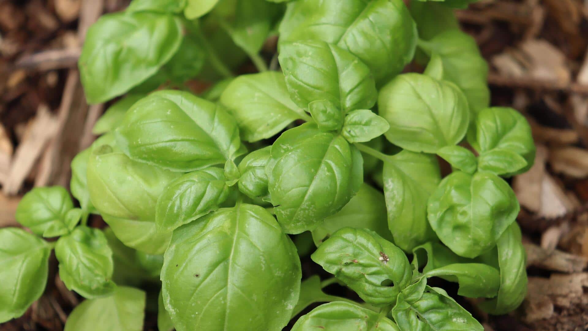 Cara mengejutkan basil menyegarkan rumah Anda