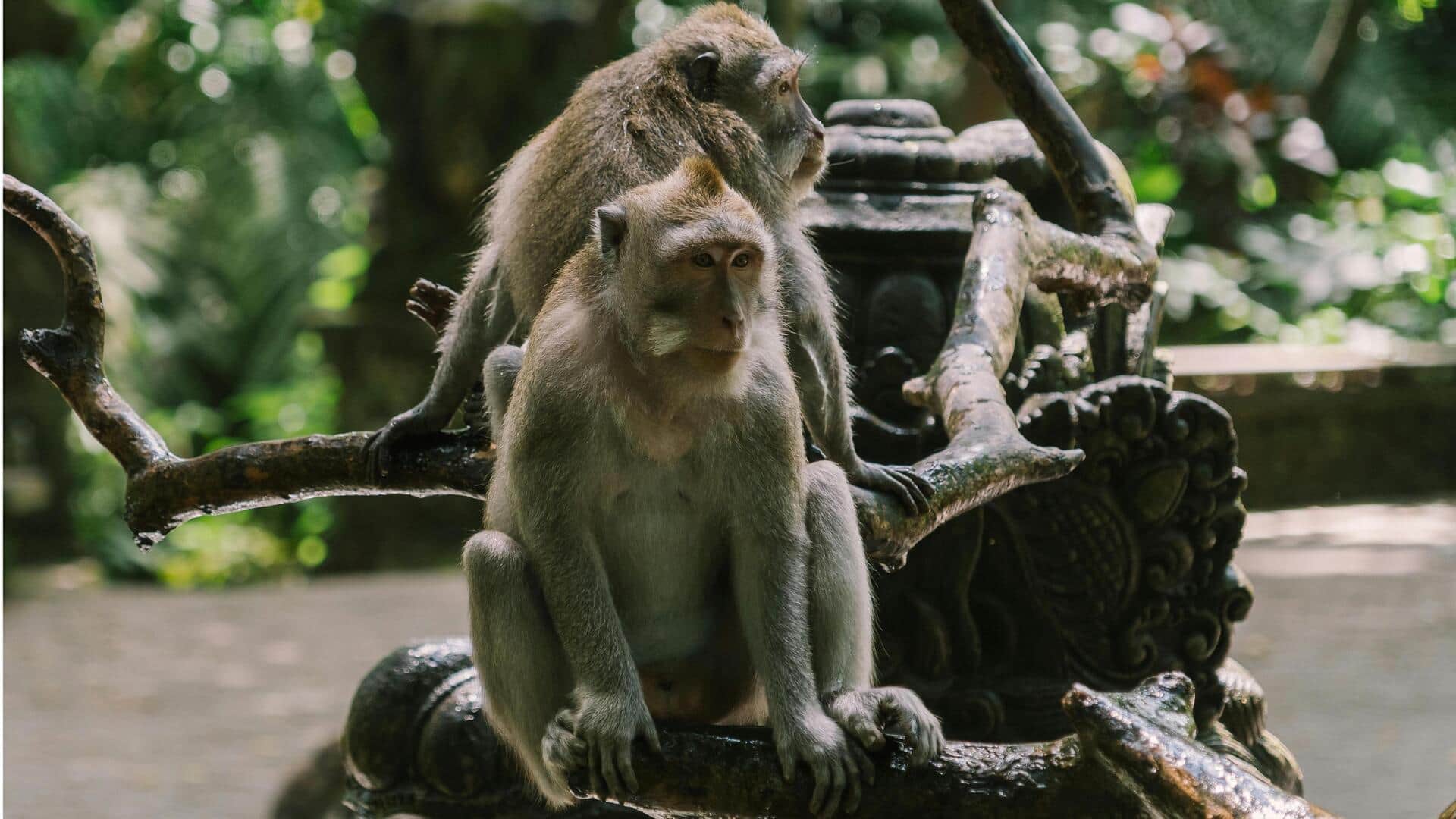 Temukan Kedamaian di Desa Hutan Bali Temukan Kedamaian di Desa Hutan Bali