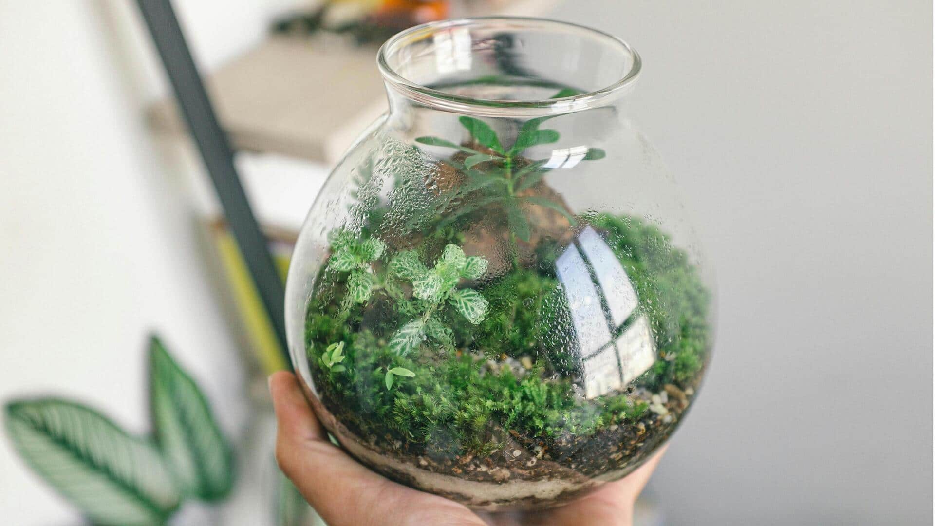 Cara Kreatif Membuat Terarium Lumut Mandiri