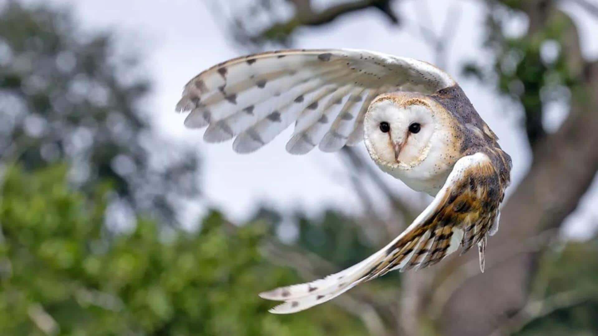 Penerbangan Hening Burung Hantu: Mengungkap Teknik Aerodinamis yang Misterius