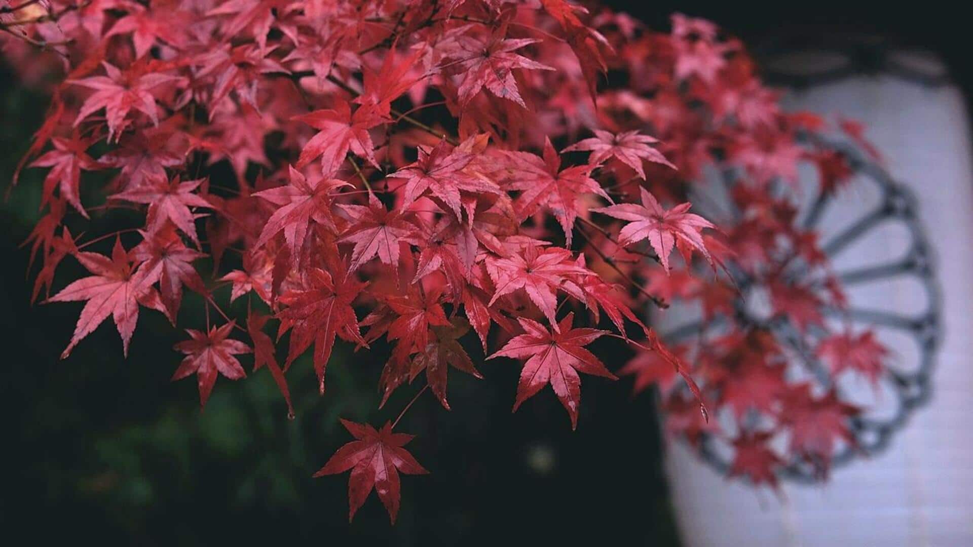 Panduan Merawat Pohon Maple Jepang untuk Pemula