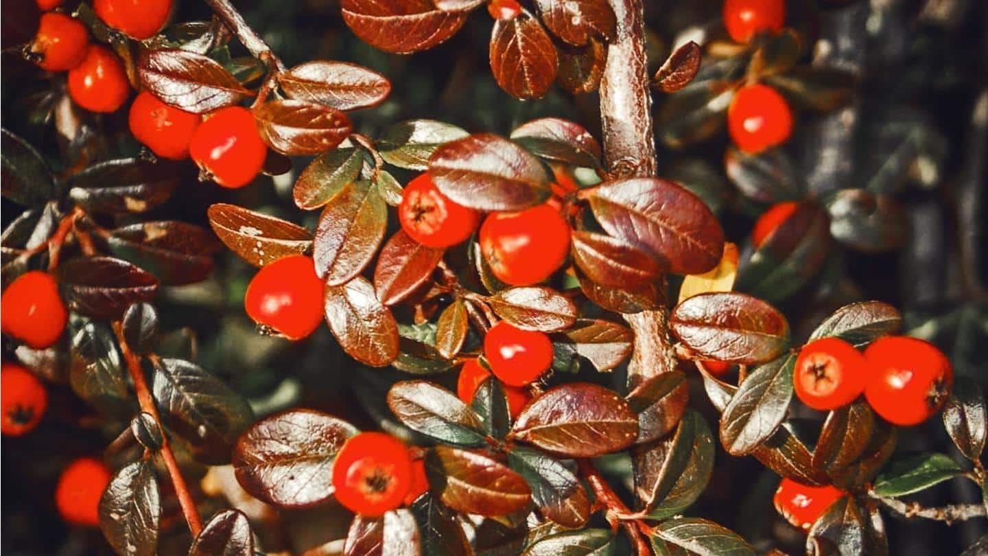 5 manfaat luar biasa dari ekstrak bearberry untuk kulit Anda