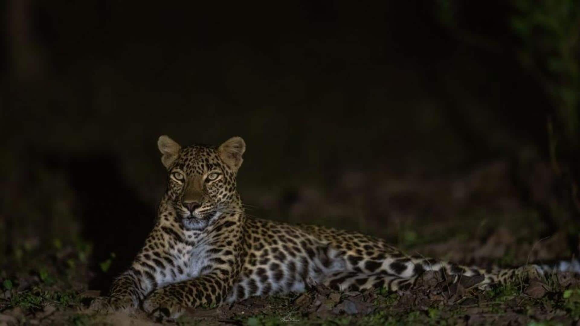 Mengungkap Penglihatan Malam yang Luar Biasa dari Macan Tutul