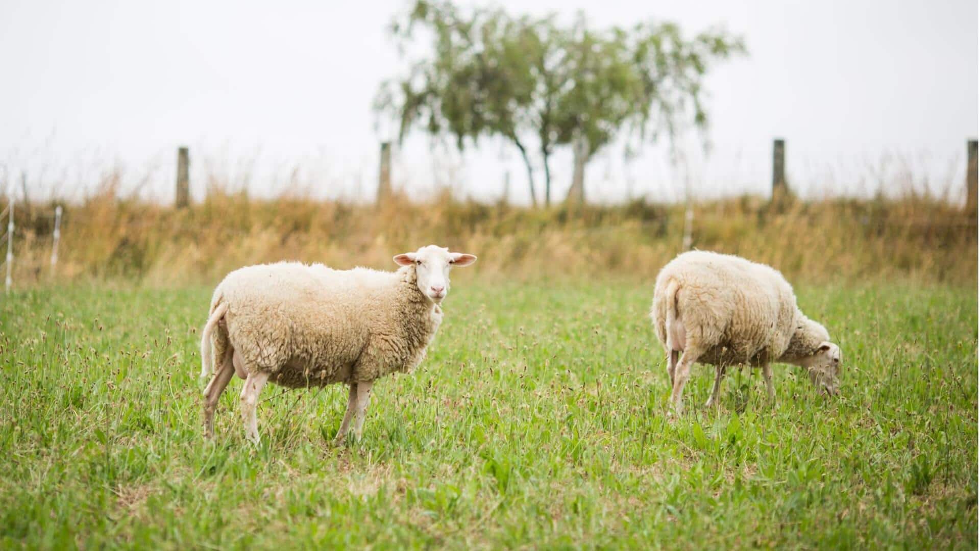 Peran Penting Domba dalam Ekologi Padang Rumput