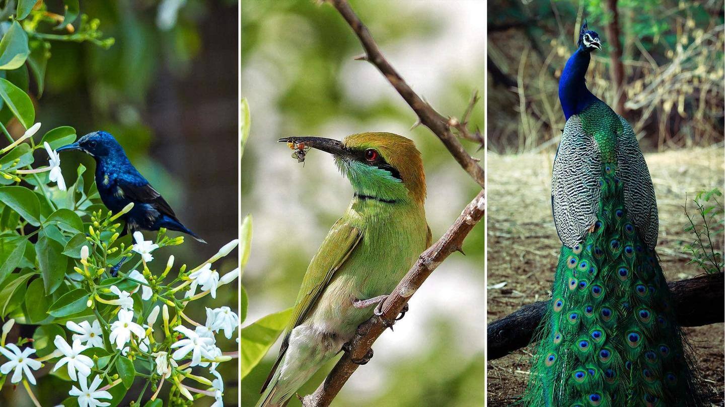 5 suaka burung menarik yang wajib Anda kunjungi di India