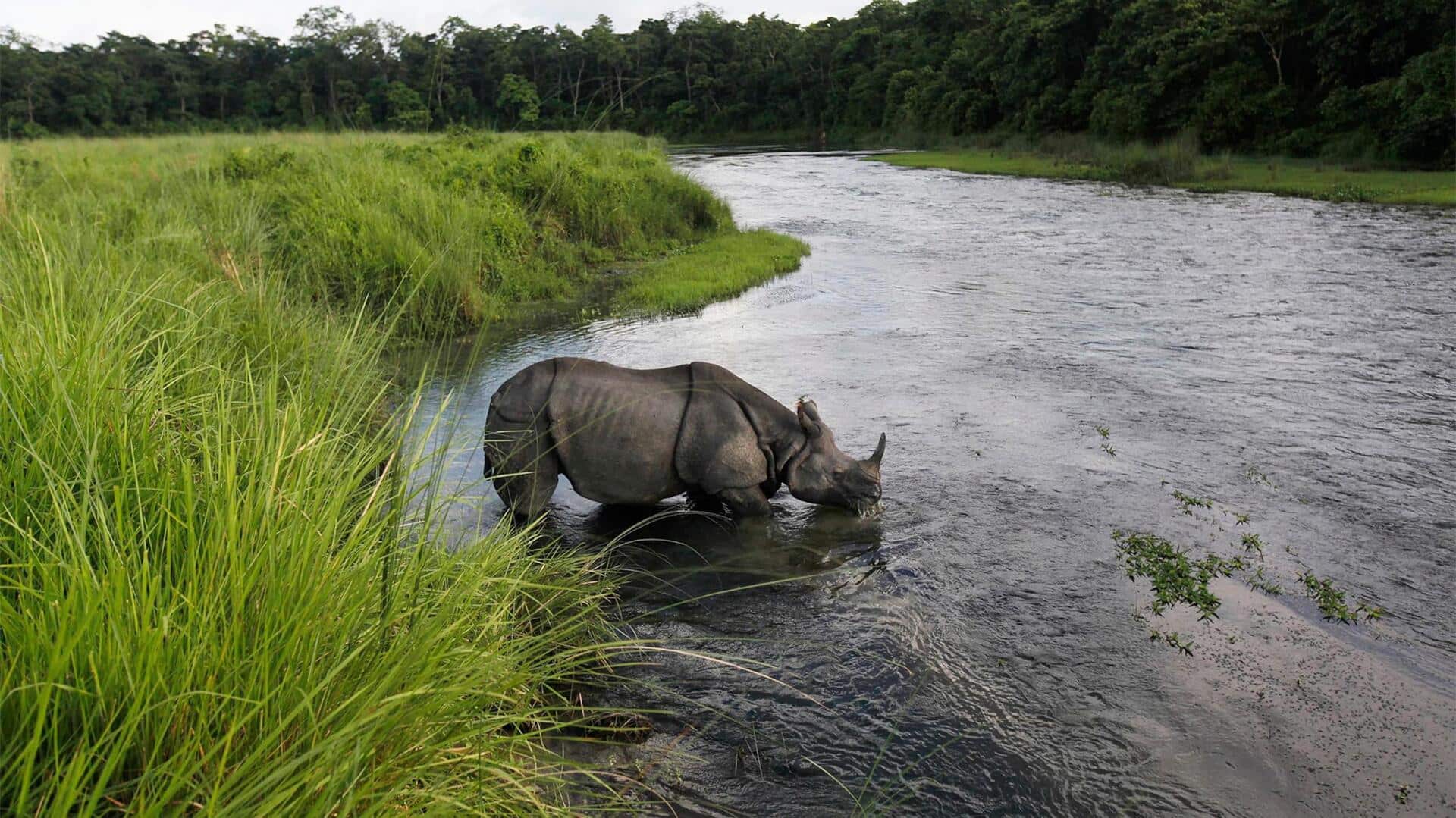 Mengungkap Peran Badak dalam Keanekaragaman Hayati
