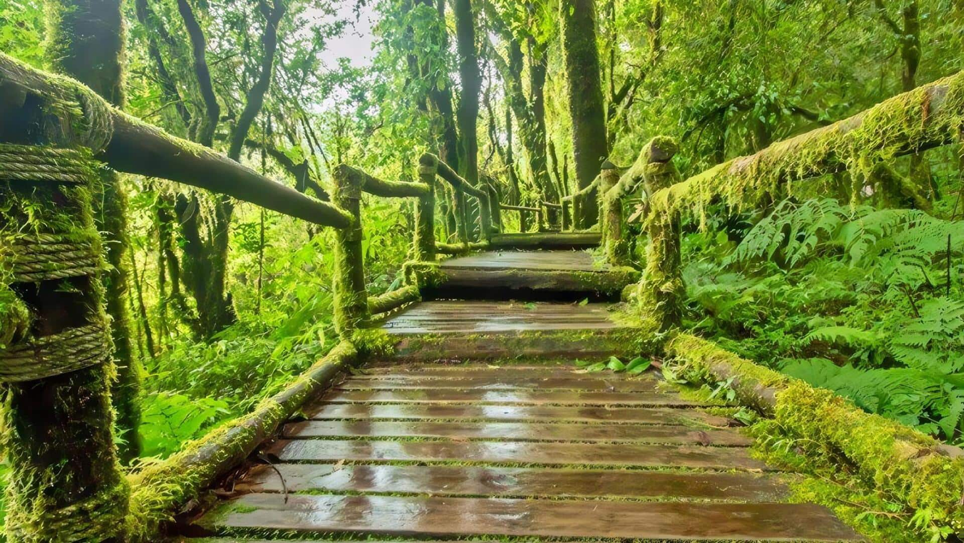 Menikmati Trekking Di Mossy Forest Cameron Highlands, Malaysia