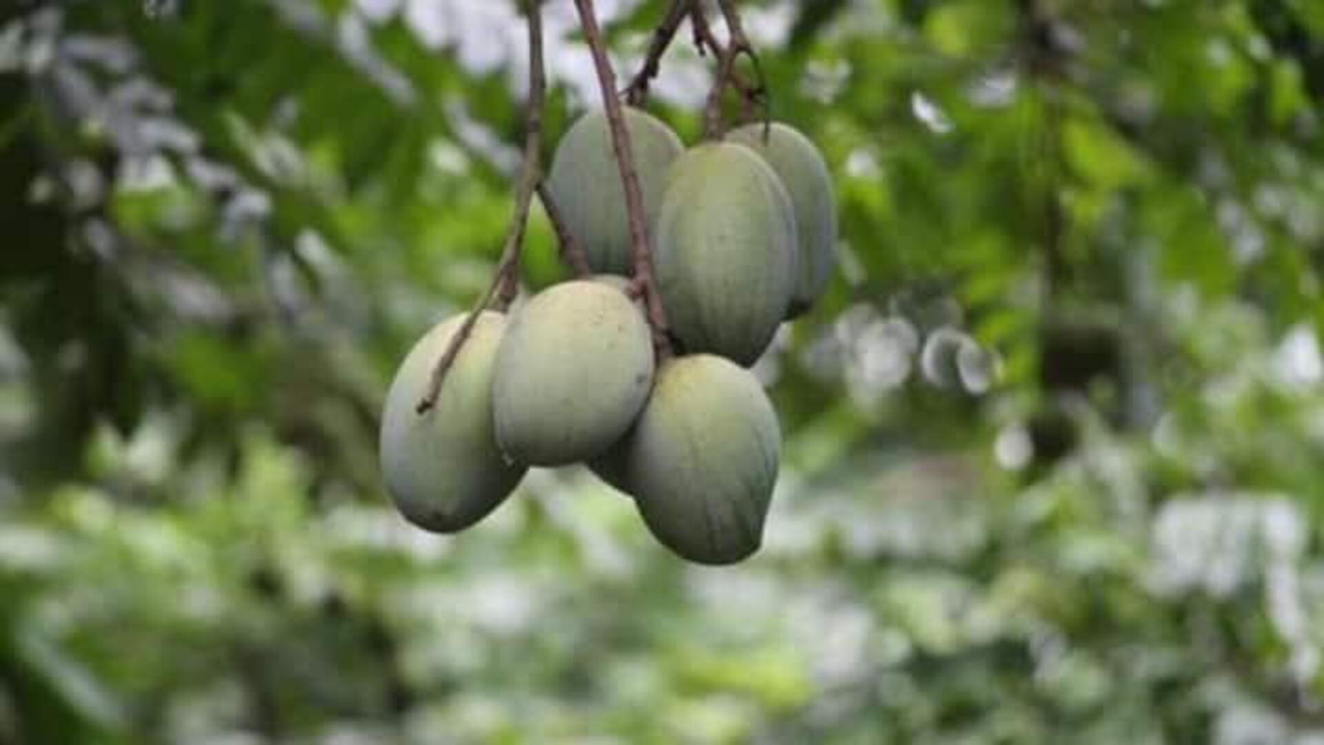 Keajaiban Mangga Dalam Ayurveda Vegan: Resep Yang Patut Dicoba