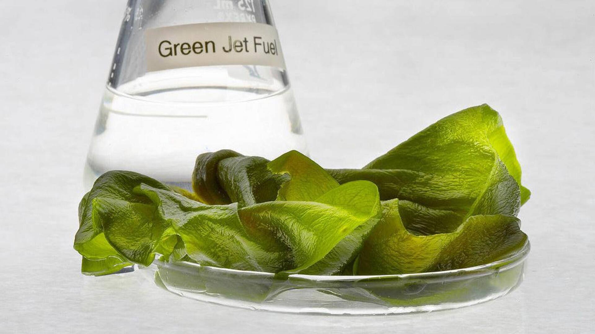 Alga: Solusi Energi Terbarukan yang Menjanjikan